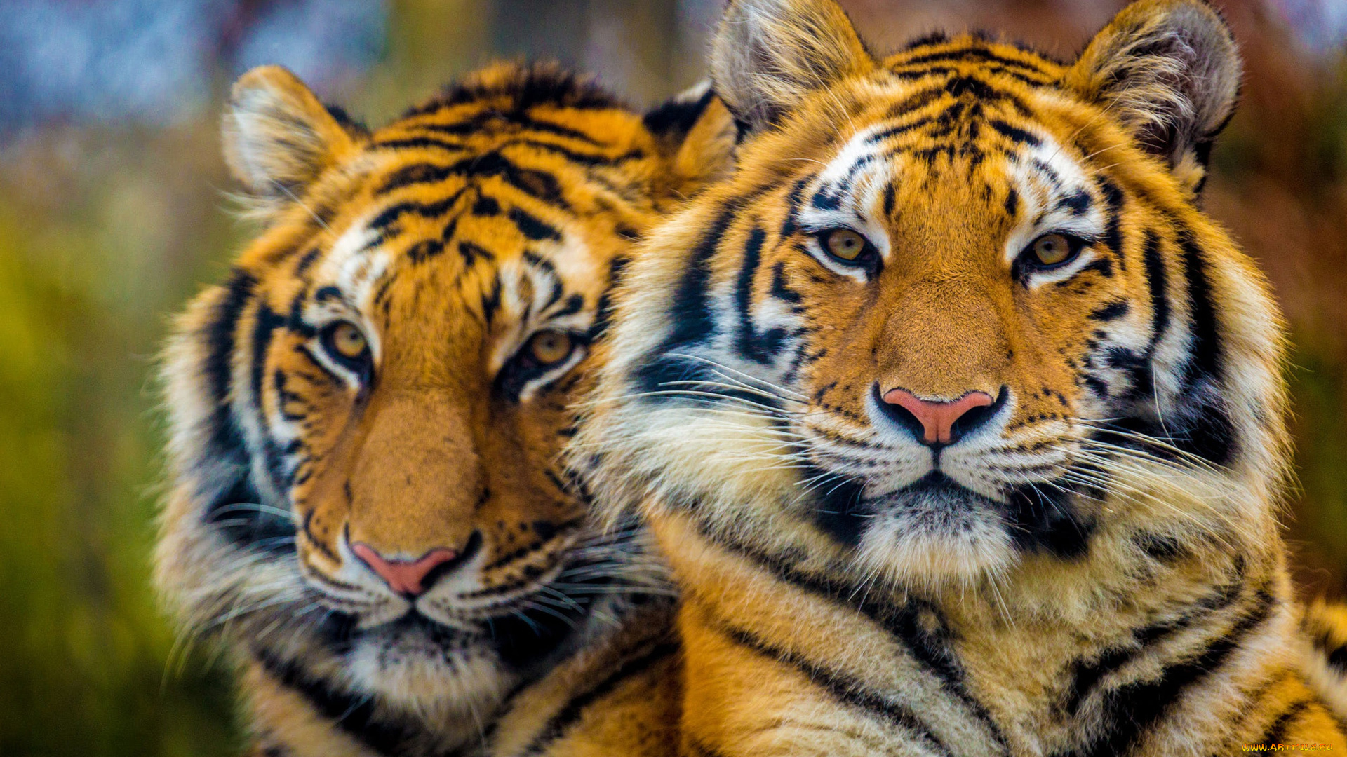 животные, тигры, взгляд, тигр, вместе, портрет, пара, морды, два, тигра