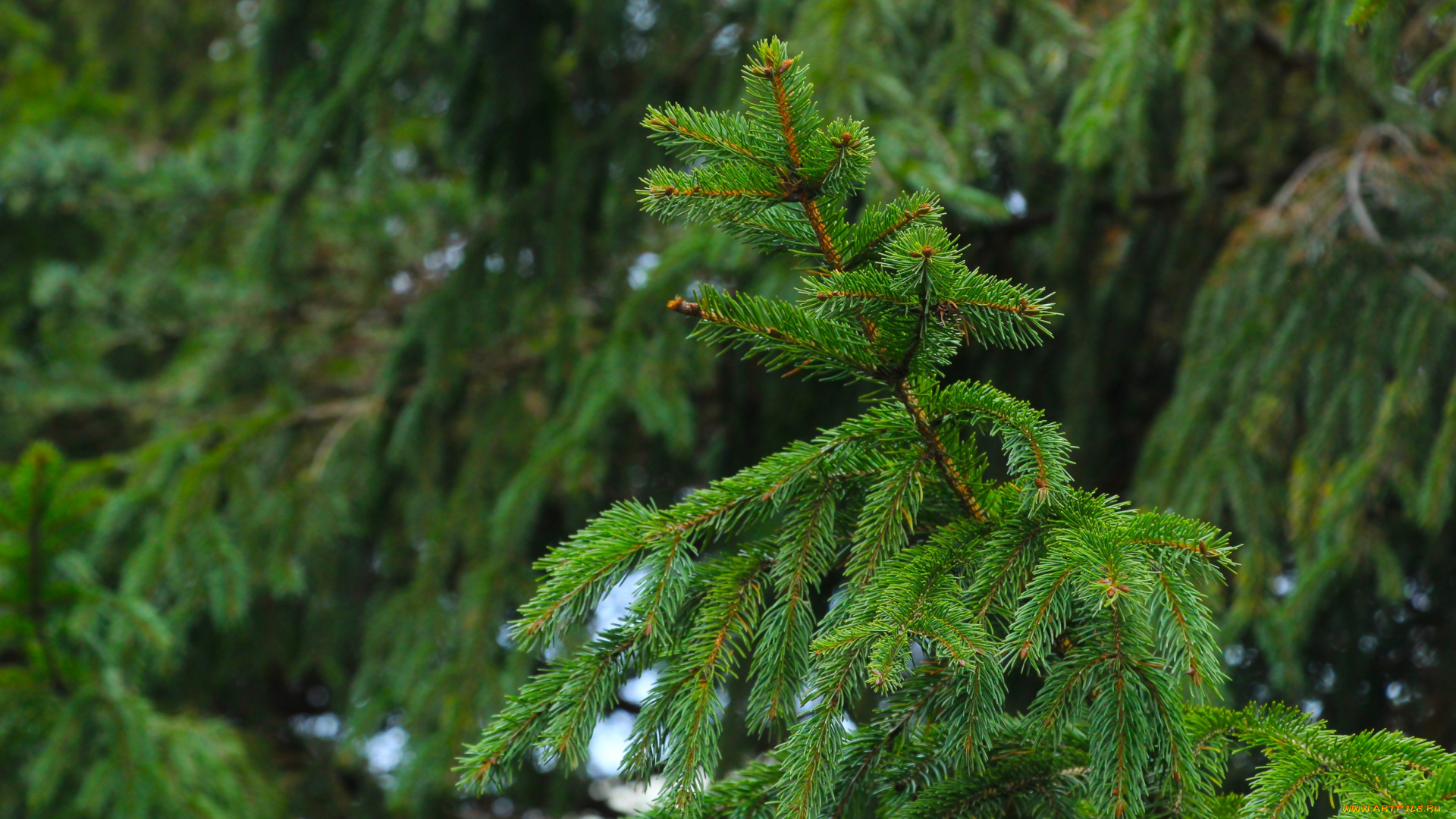 природа, деревья, green, forest, tree, spruce, twig