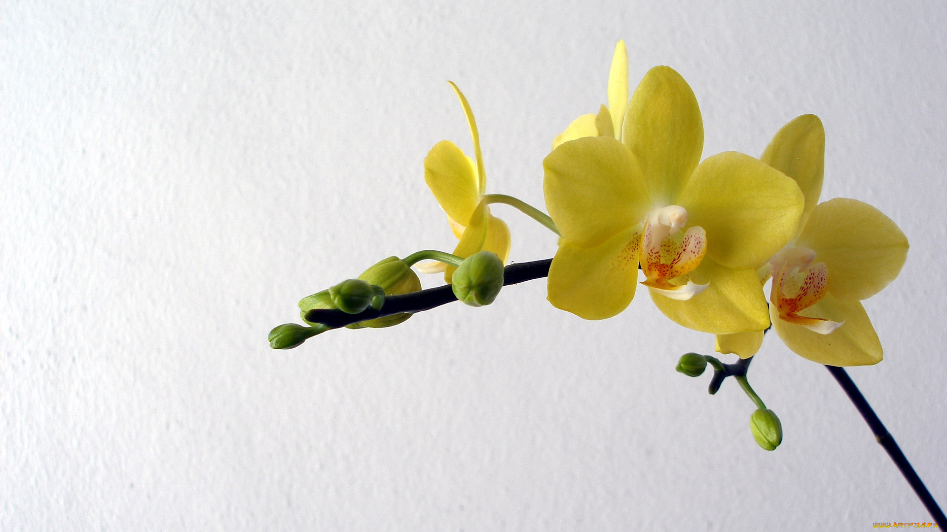 цветы, орхидеи