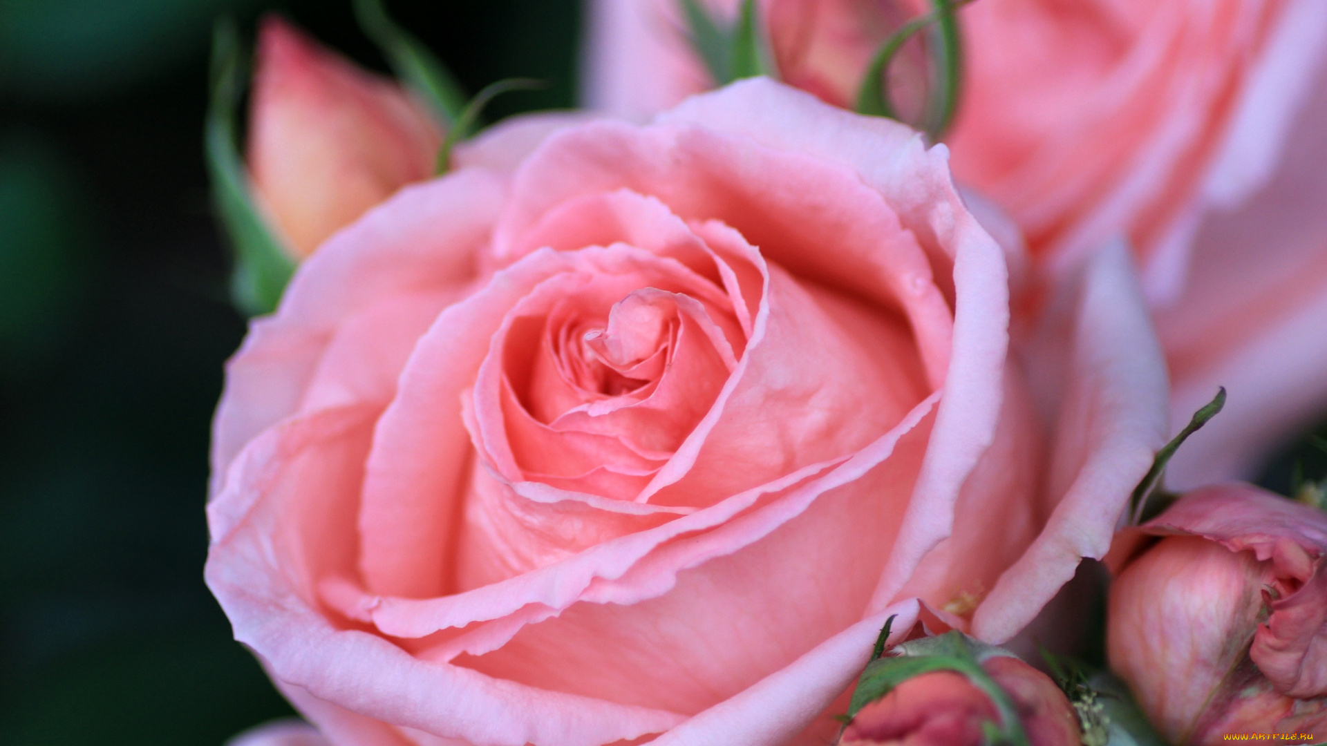 цветы, розы, макро, розовый, лепестки