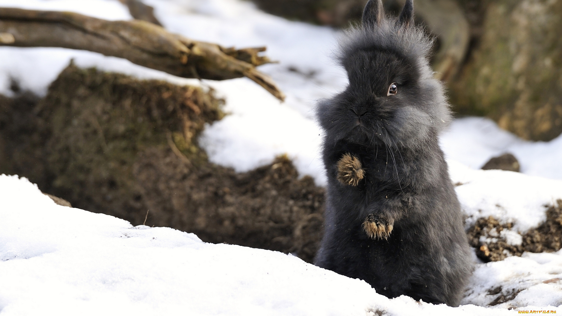 животные, кролики, зайцы, снег, кролик
