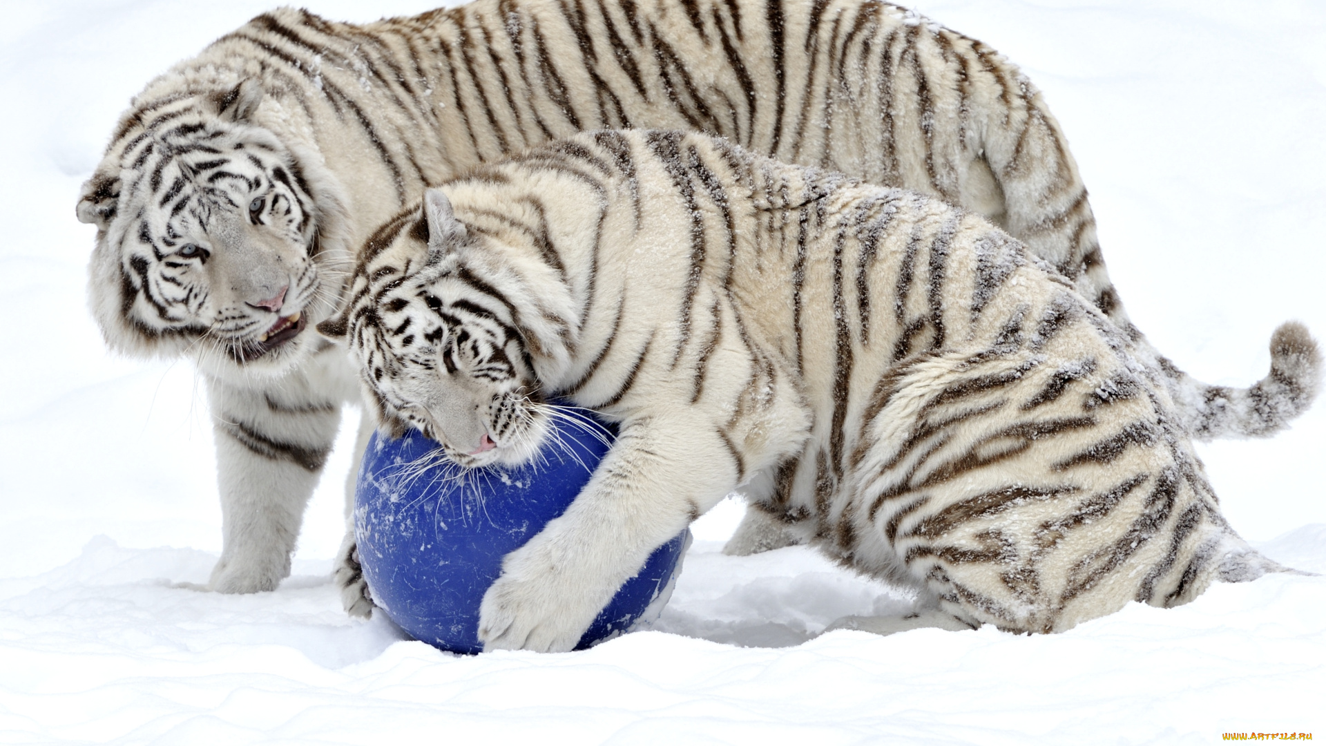 животные, тигры, пара, игра, мяч, снег