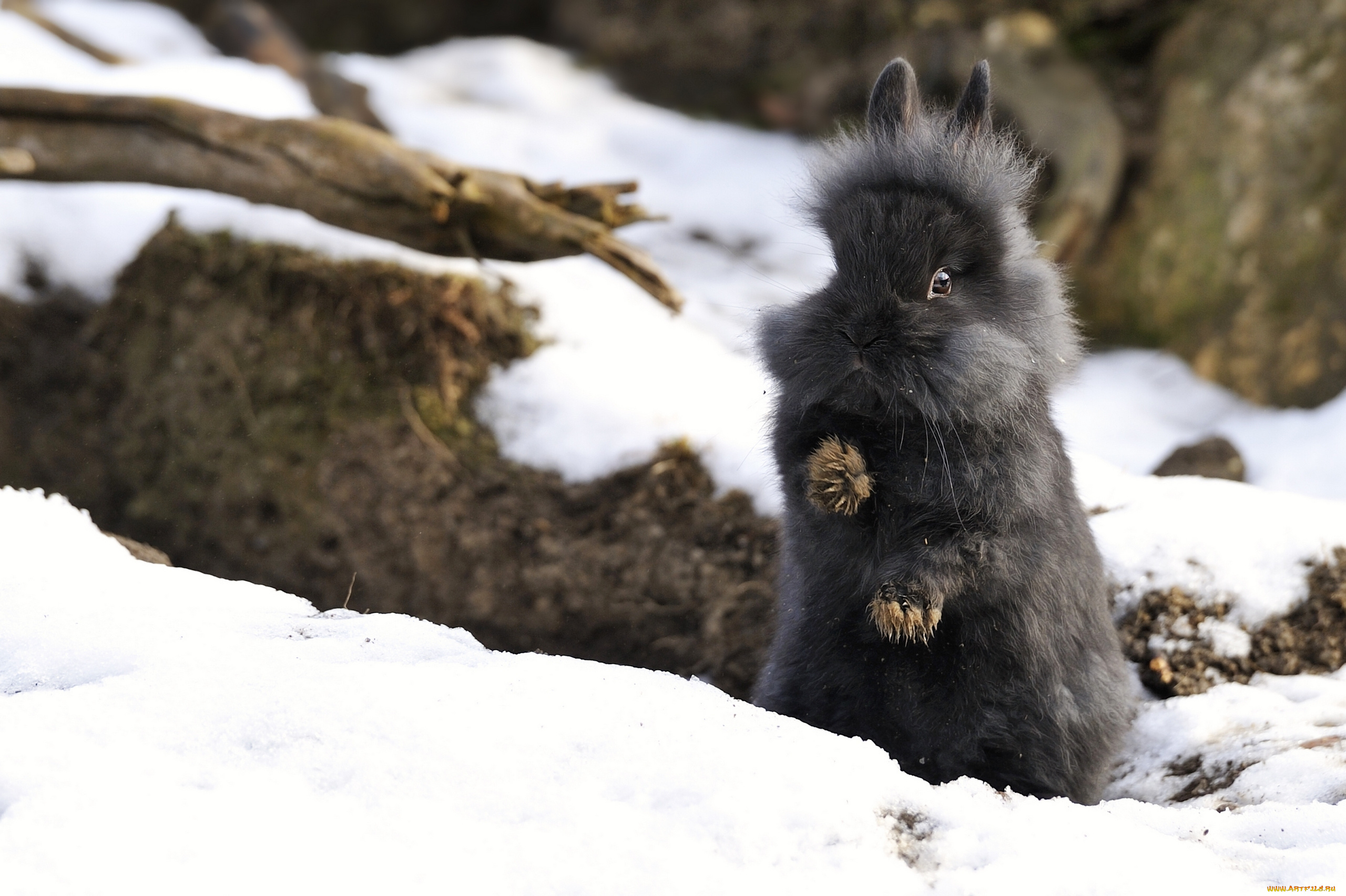 природа животные заяц беляк снег зима скачать
