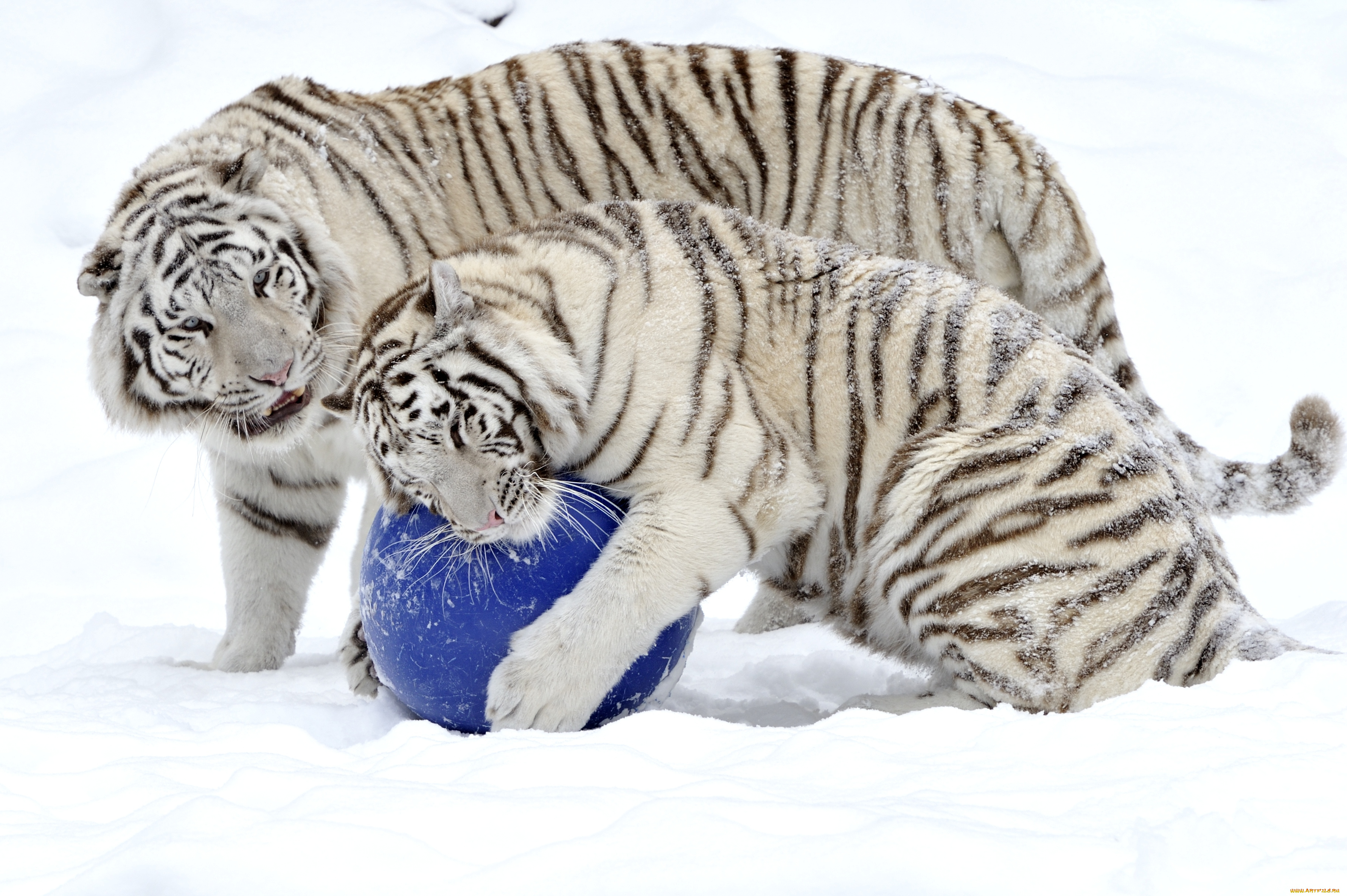 животные, тигры, пара, игра, мяч, снег