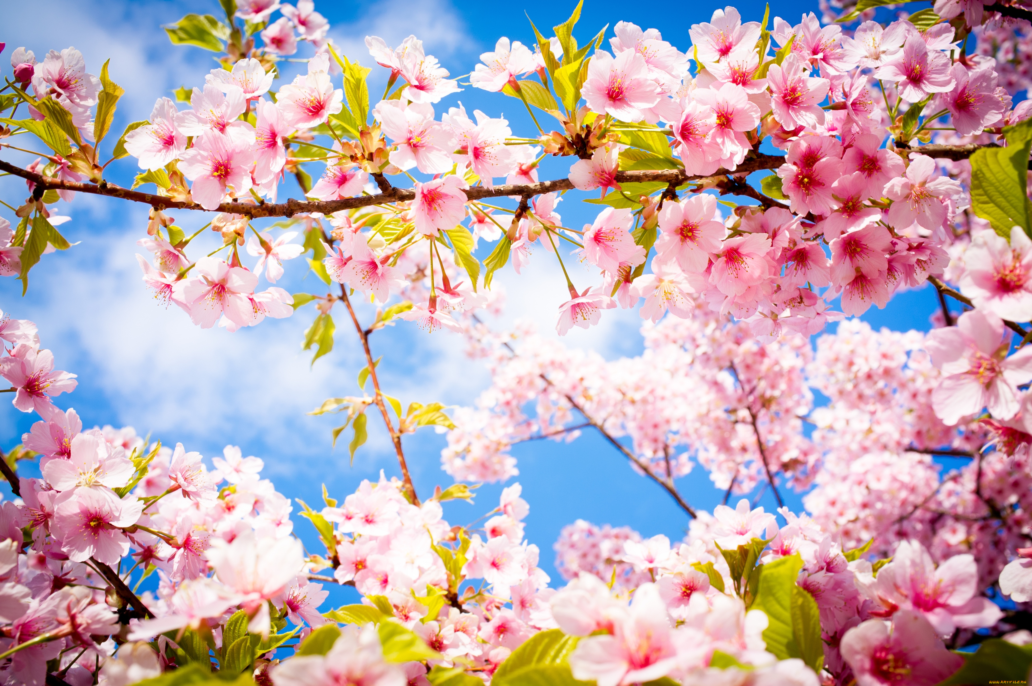цветы, сакура, вишня, деревья, весна, небо, ветки