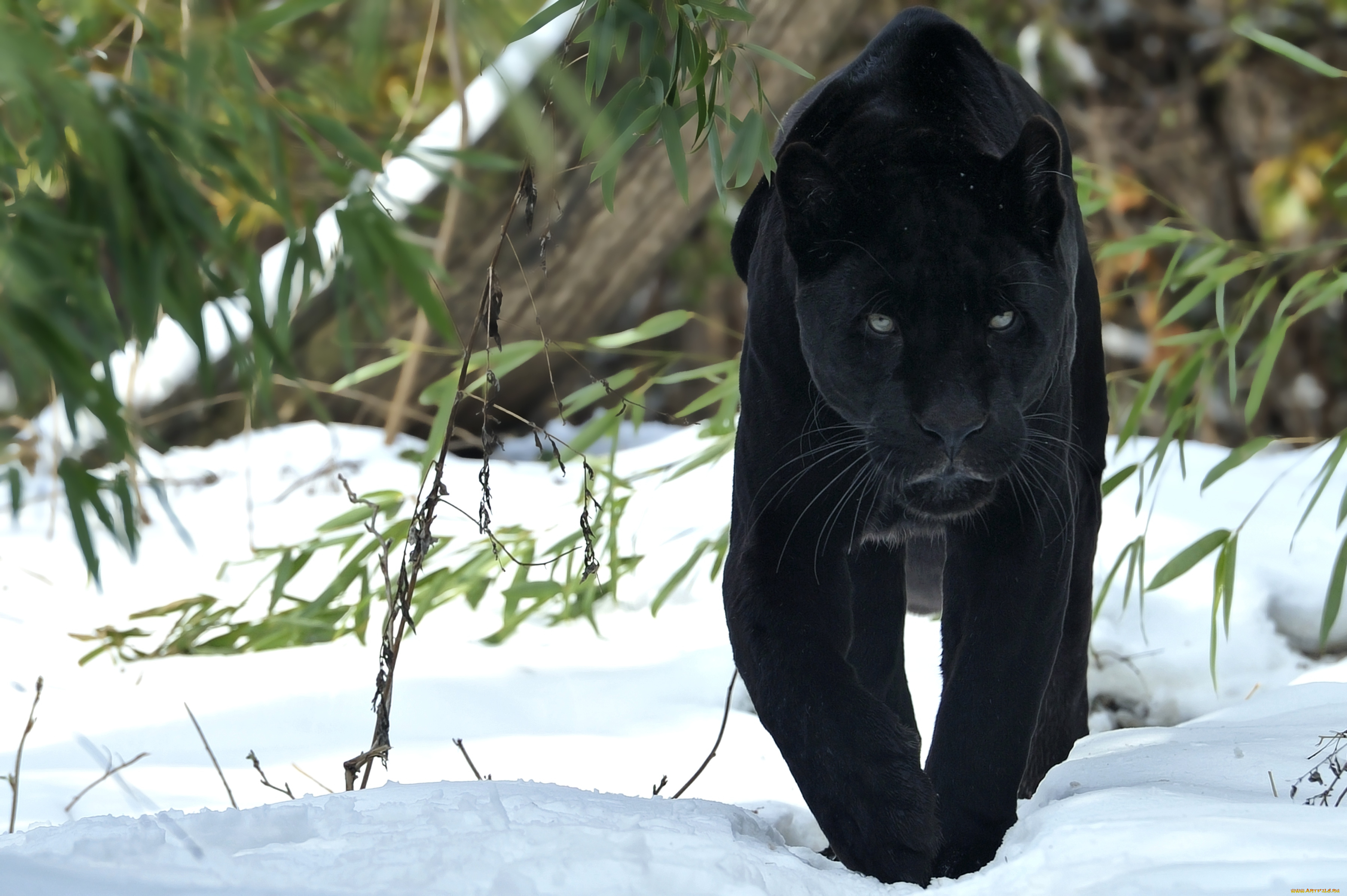 животные, пантеры, красавица, черный, снег, ягуар