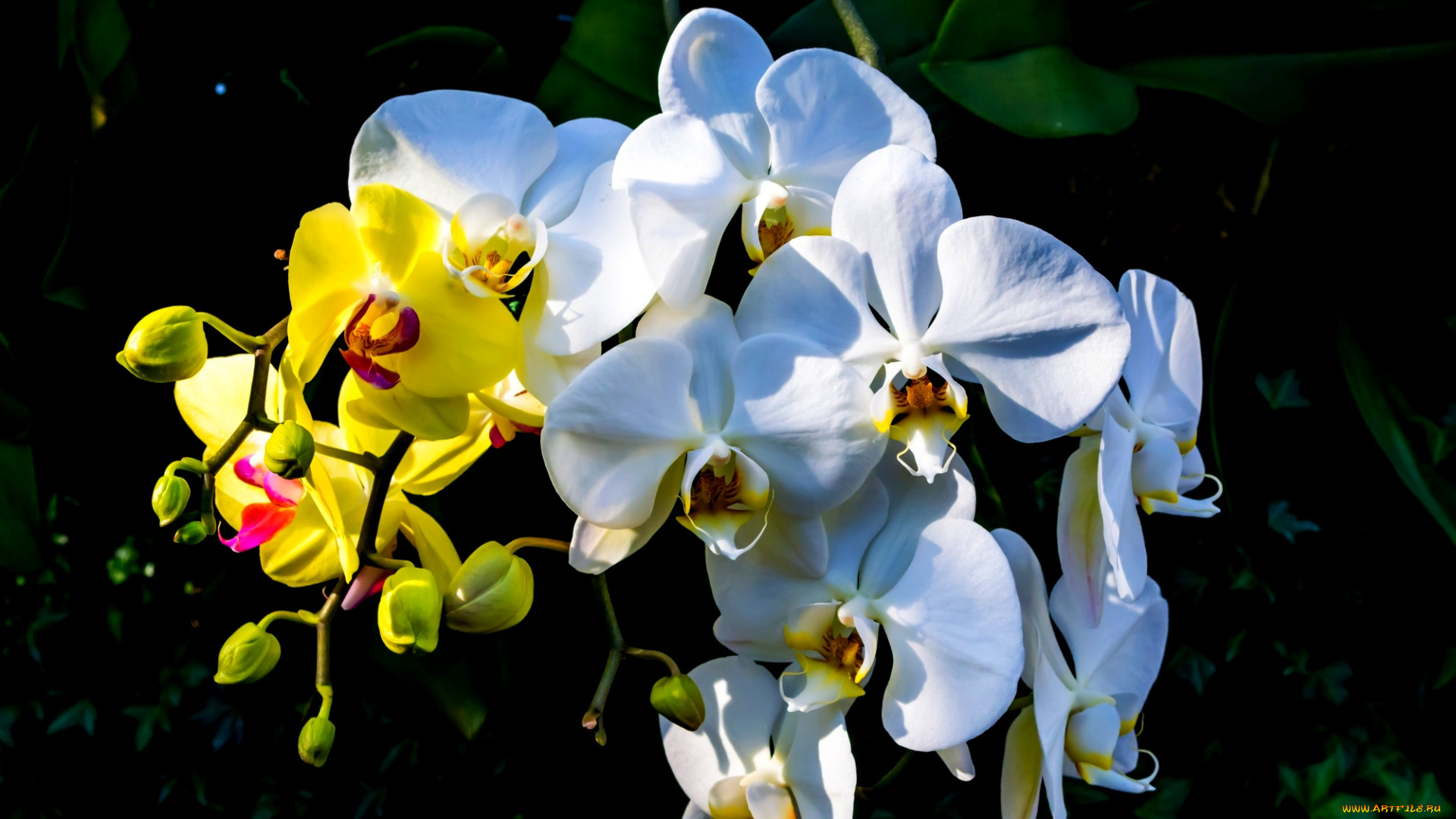 цветы, орхидеи, листья, белая, желтая, орхидея