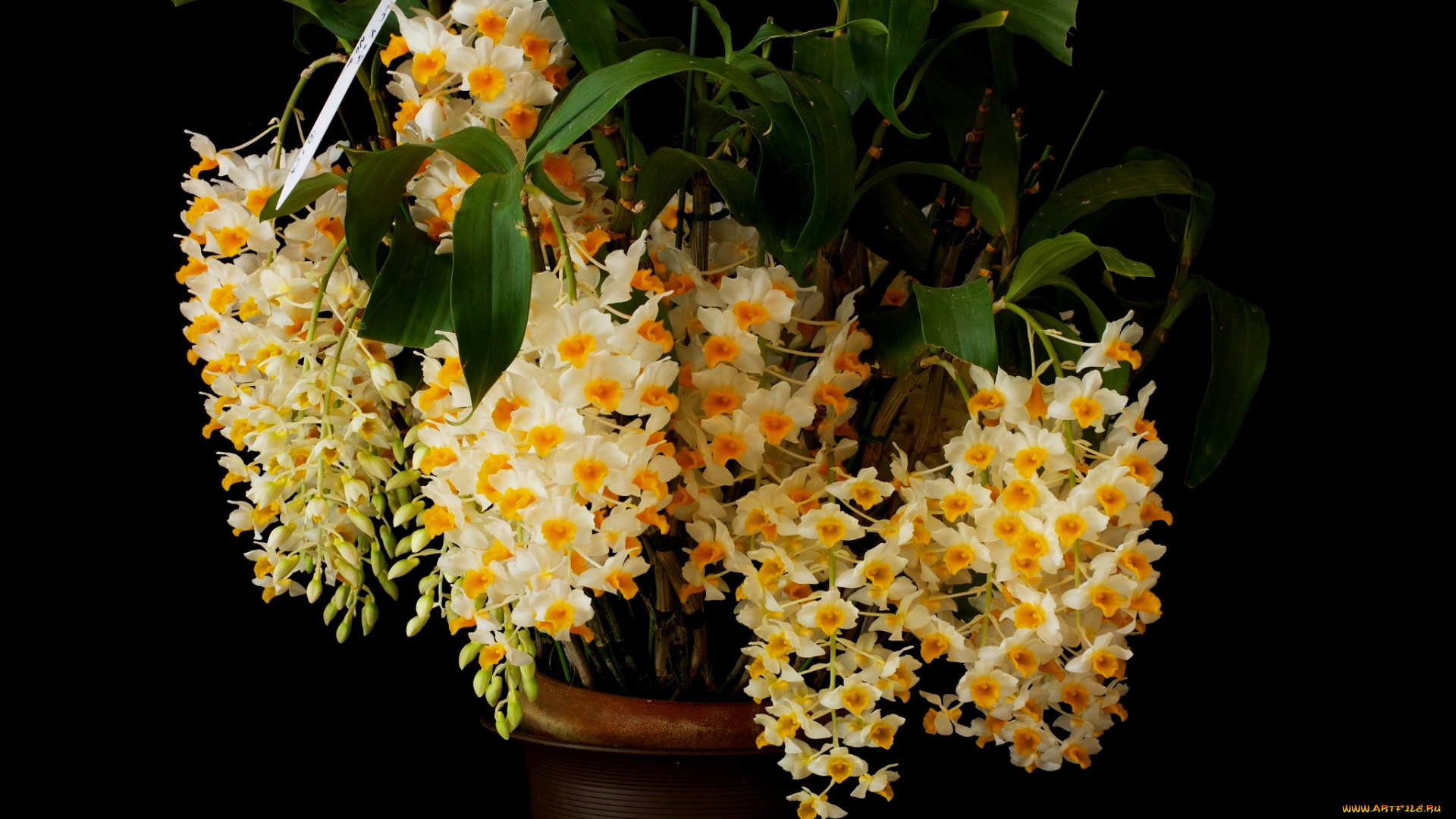 цветы, орхидеи, орхидея, листья, горшок