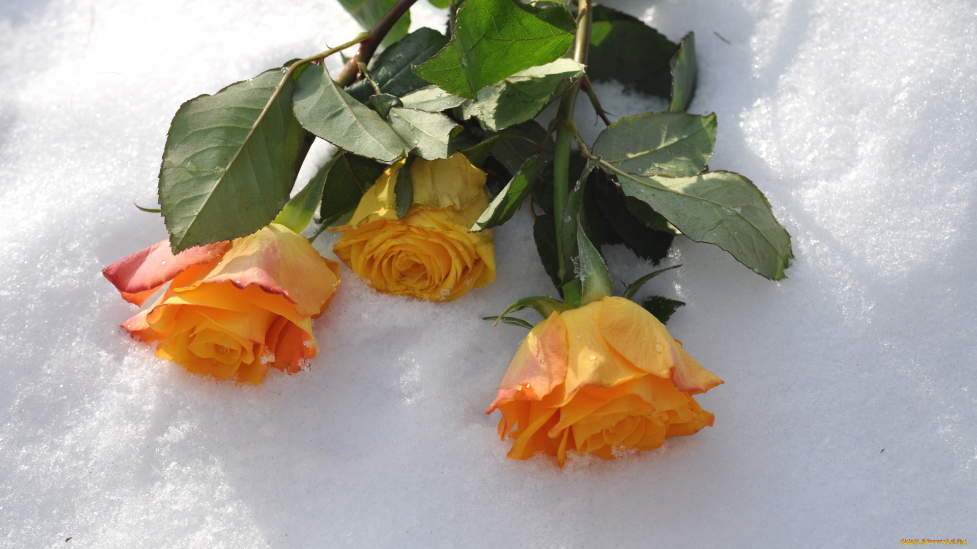 цветы, розы, трио, снег