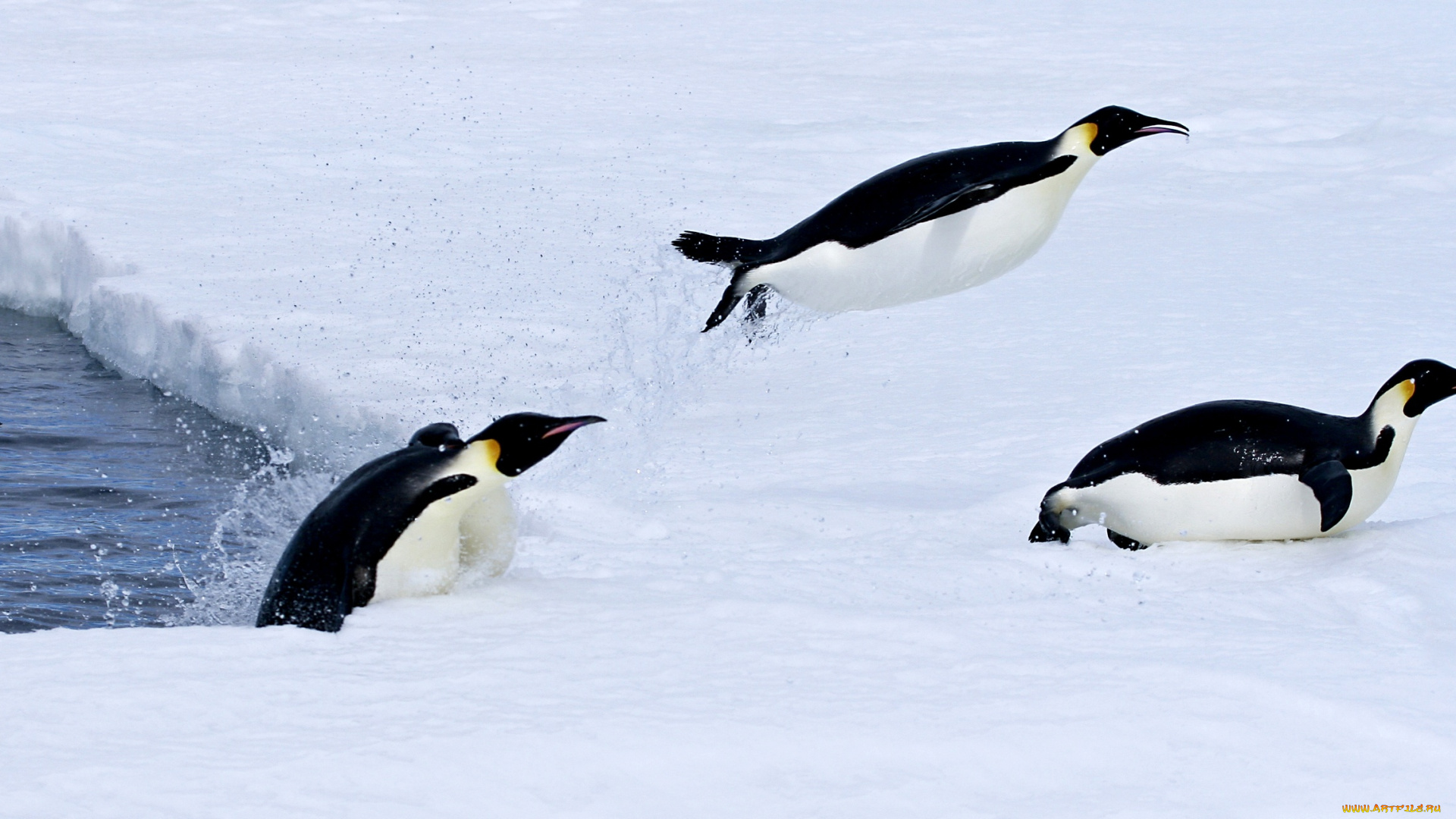 животные, пингвины, пингвин, снег, вода