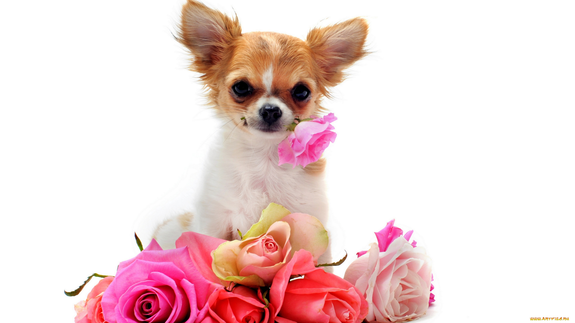 животные, собаки, белый, фон, собака, цветы, розы