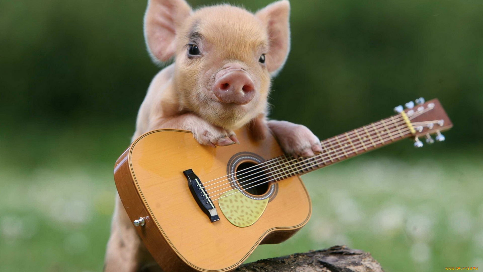 животные, свиньи, , кабаны, гитарист, гитара, поросёнок