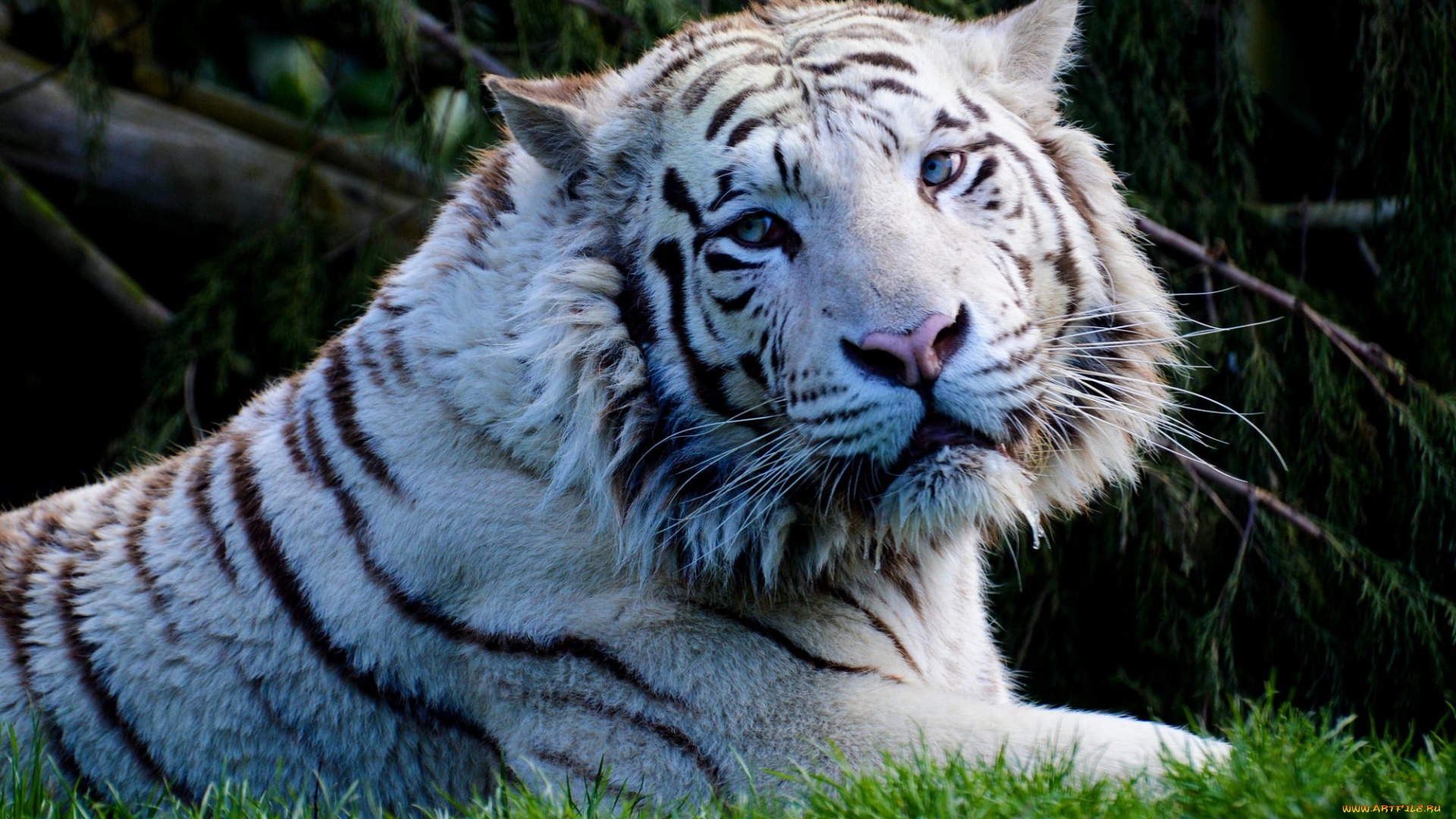 животные, тигры, белый, тигр, трава