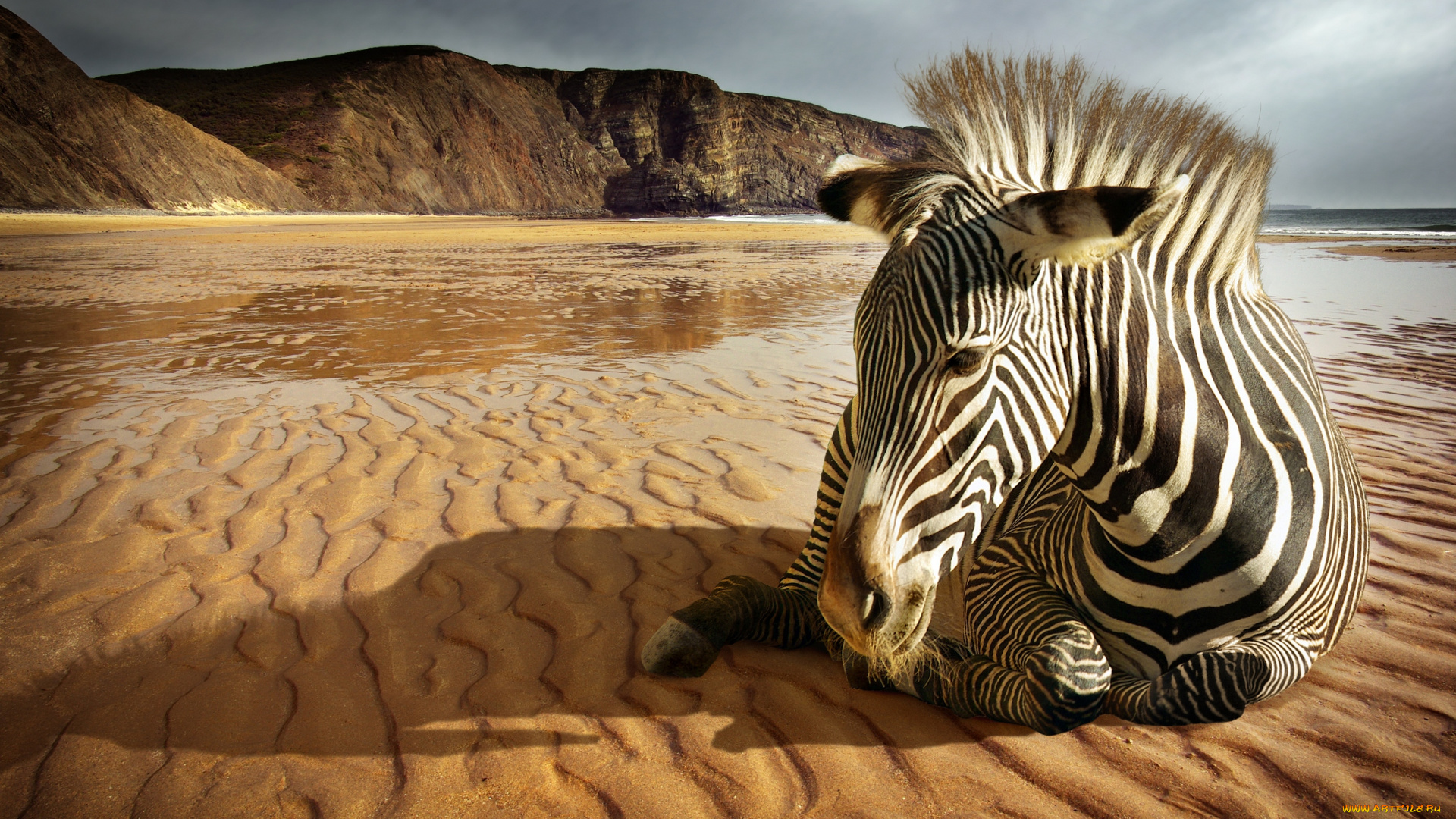 животные, зебры, вода, песок, зебра