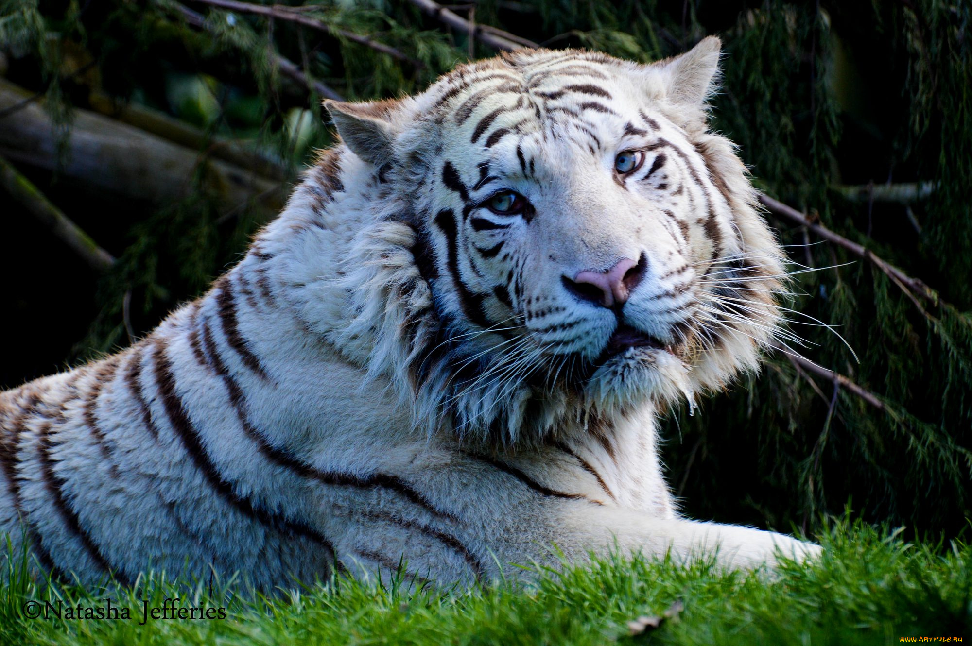животные, тигры, белый, тигр, трава