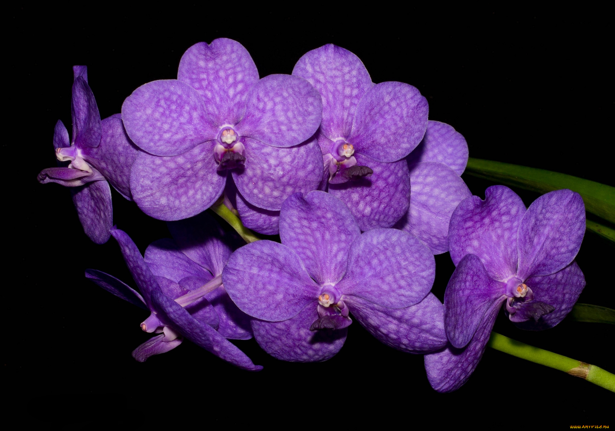 цветы, орхидеи, фиолетовый