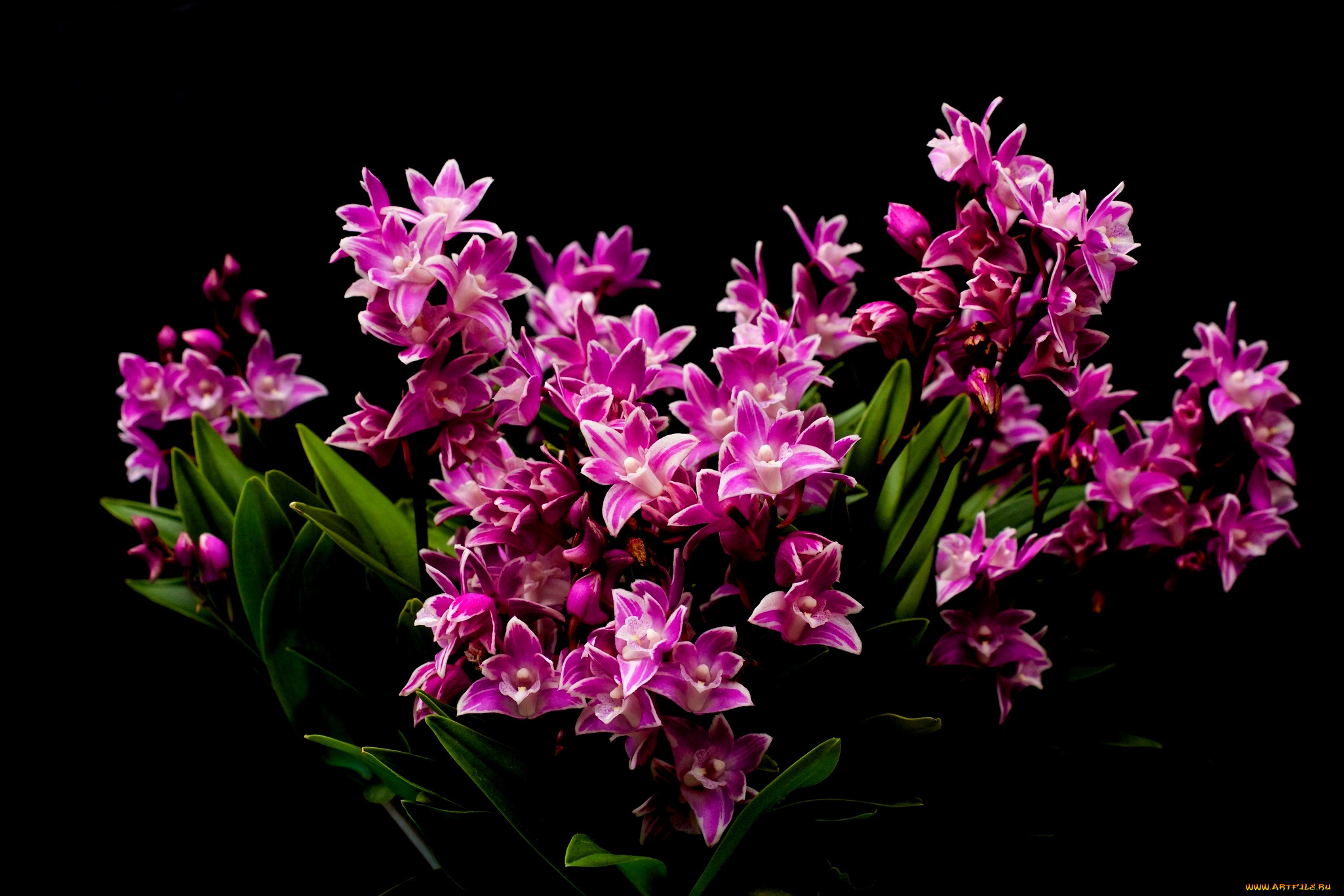 цветы, орхидеи, листья, фиолетовая, орхидея