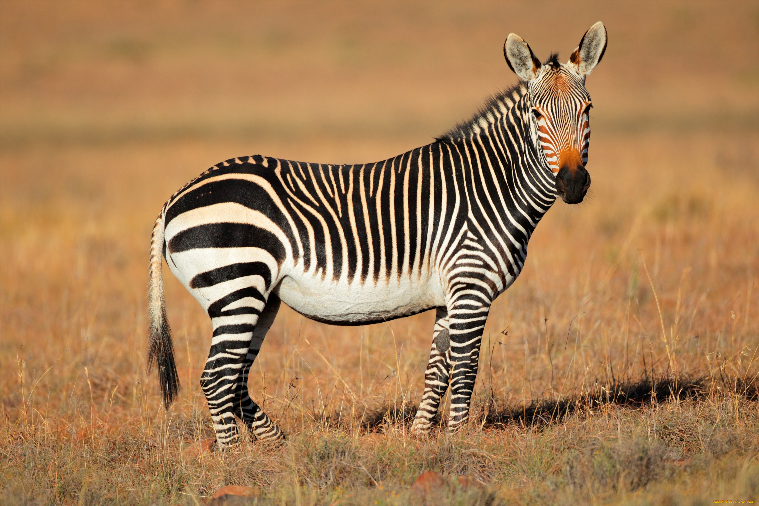 животные, зебры, сухая, трава, африка, зебра