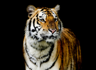 Картинка животные тигры темный фон тигр