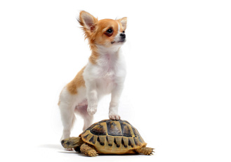 Картинка животные разные+вместе белый фон собака черепаха