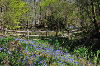 Картинка природа лес балка забор трава цветы