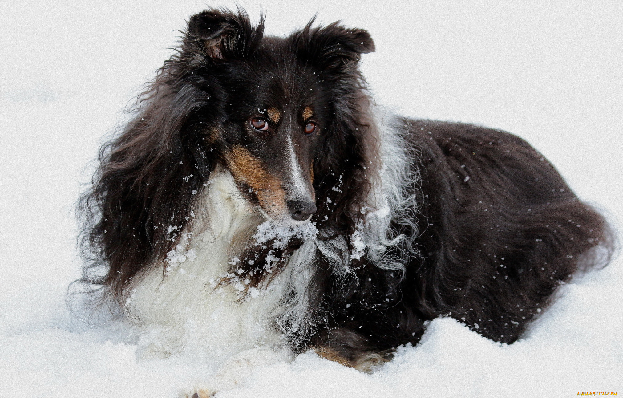 животные, собаки, пушистая, собака, взгляд, зима, снег