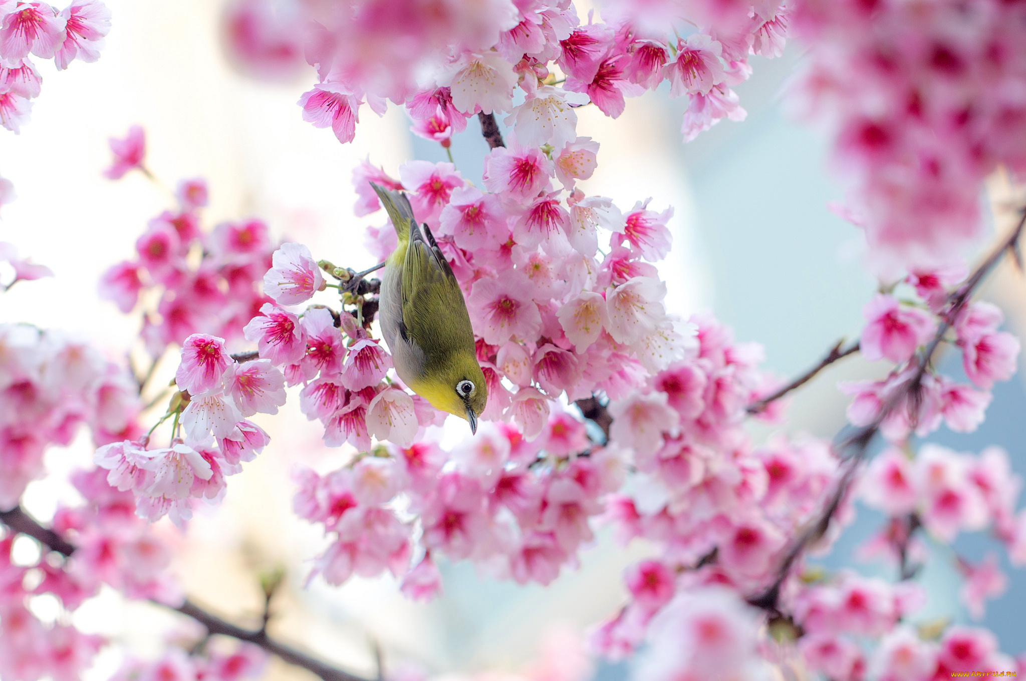 животные, белоглазки, природа, весна, ветки, розовые, цветы, дерево, сакура, птица, Японская, белоглазка