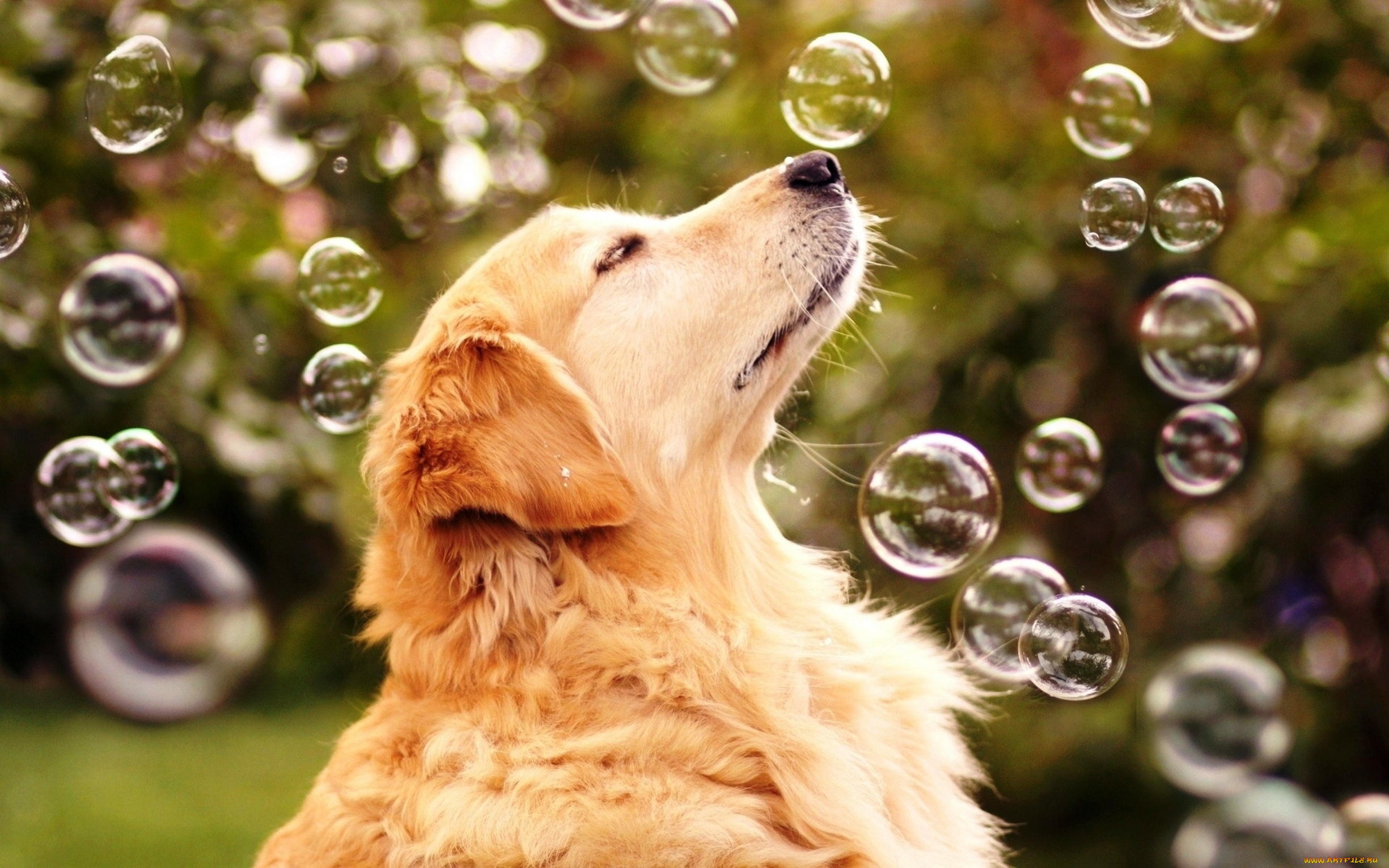 радость, жизни, животные, собаки, собака, радость, жизни, мыльные, пузыри
