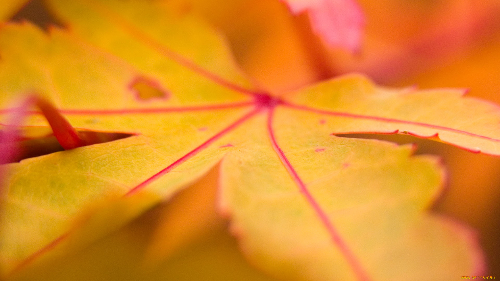 природа, листья, желтый, лист, осень, макро, клен