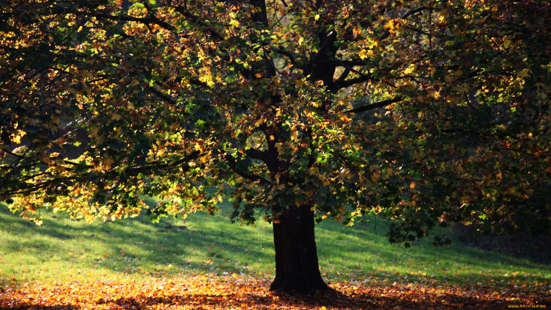 природа, деревья, осень, дерево