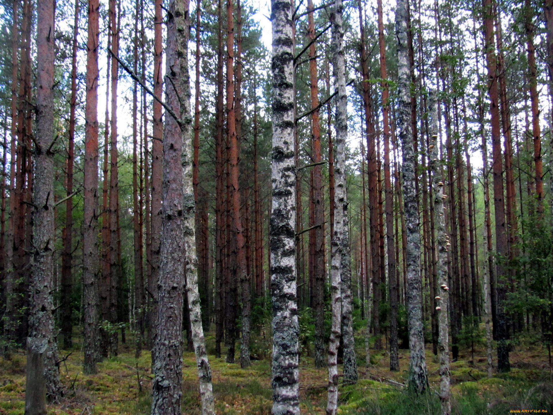 Преобладающие породы леса