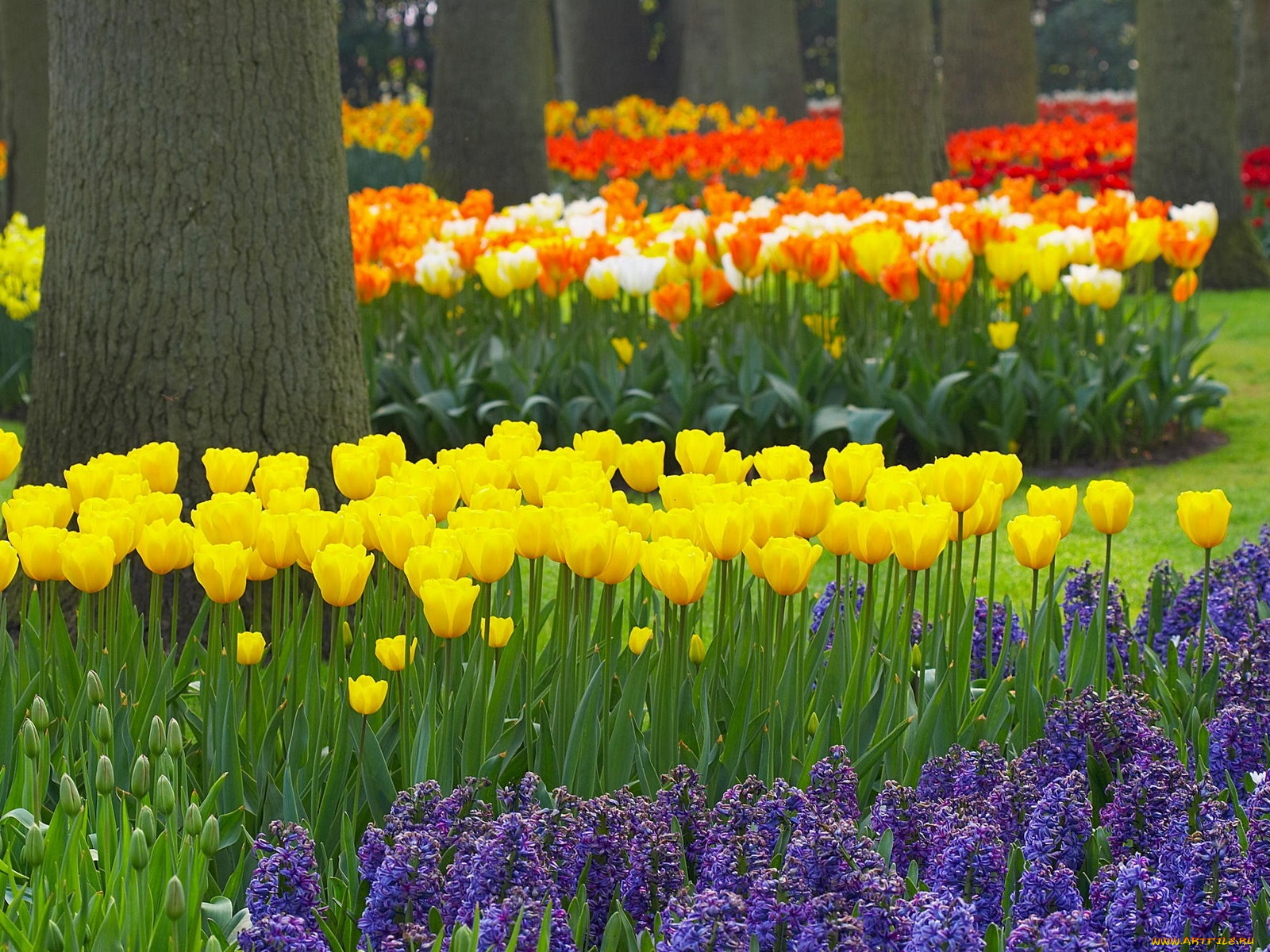 spring, garden, keukenhof, gardens, lisse, holland, цветы, разные, вместе
