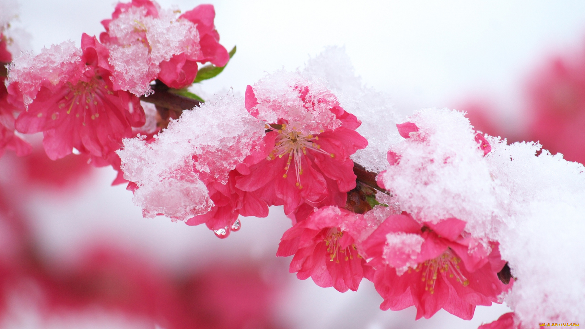 Розовые цветы под снегом загрузить