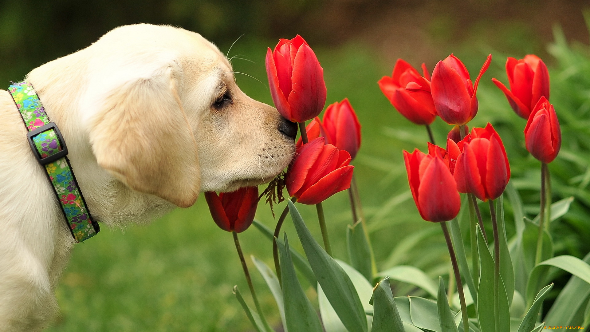 животные, собаки, тюльпаны, цветы