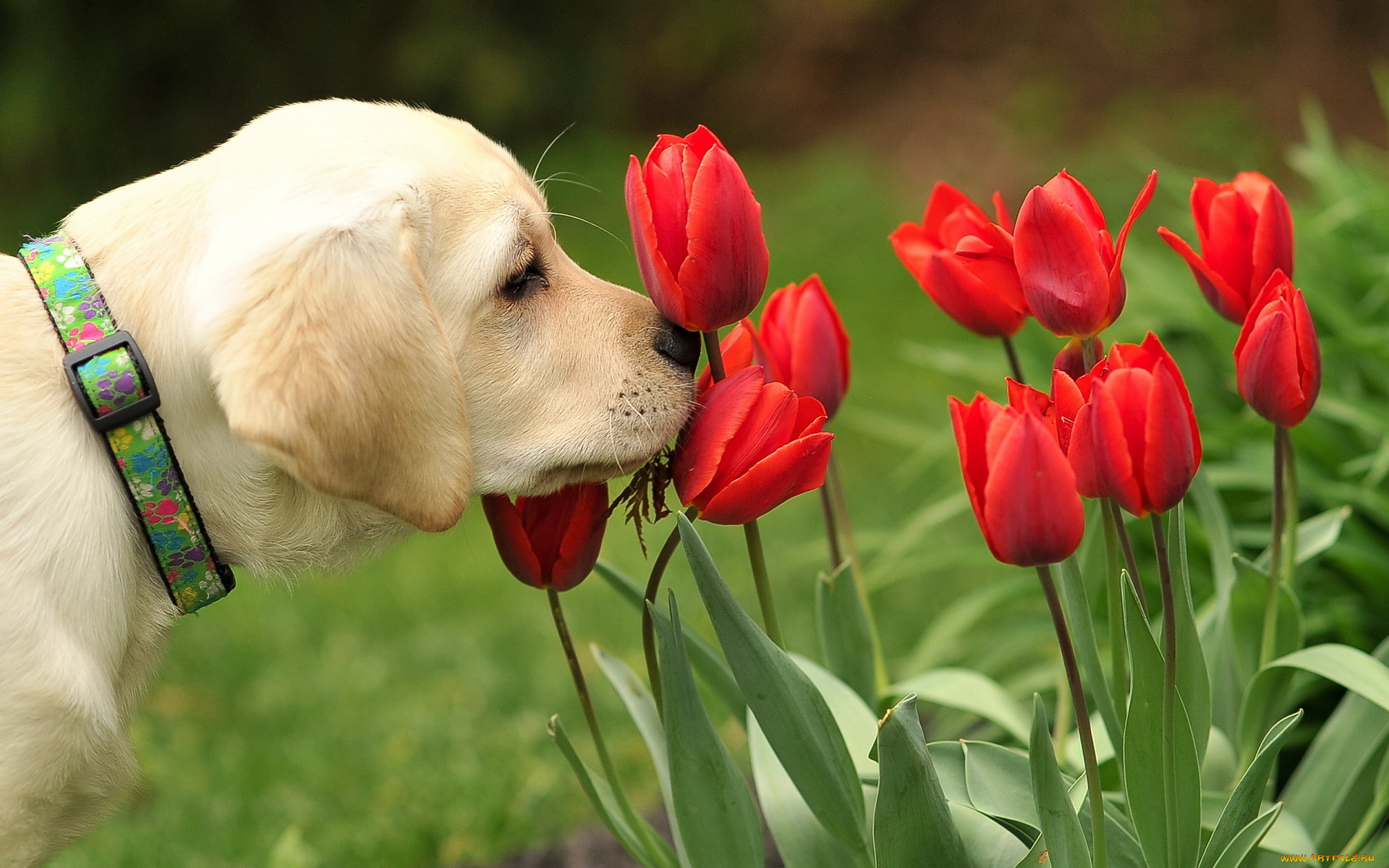 животные, собаки, тюльпаны, цветы