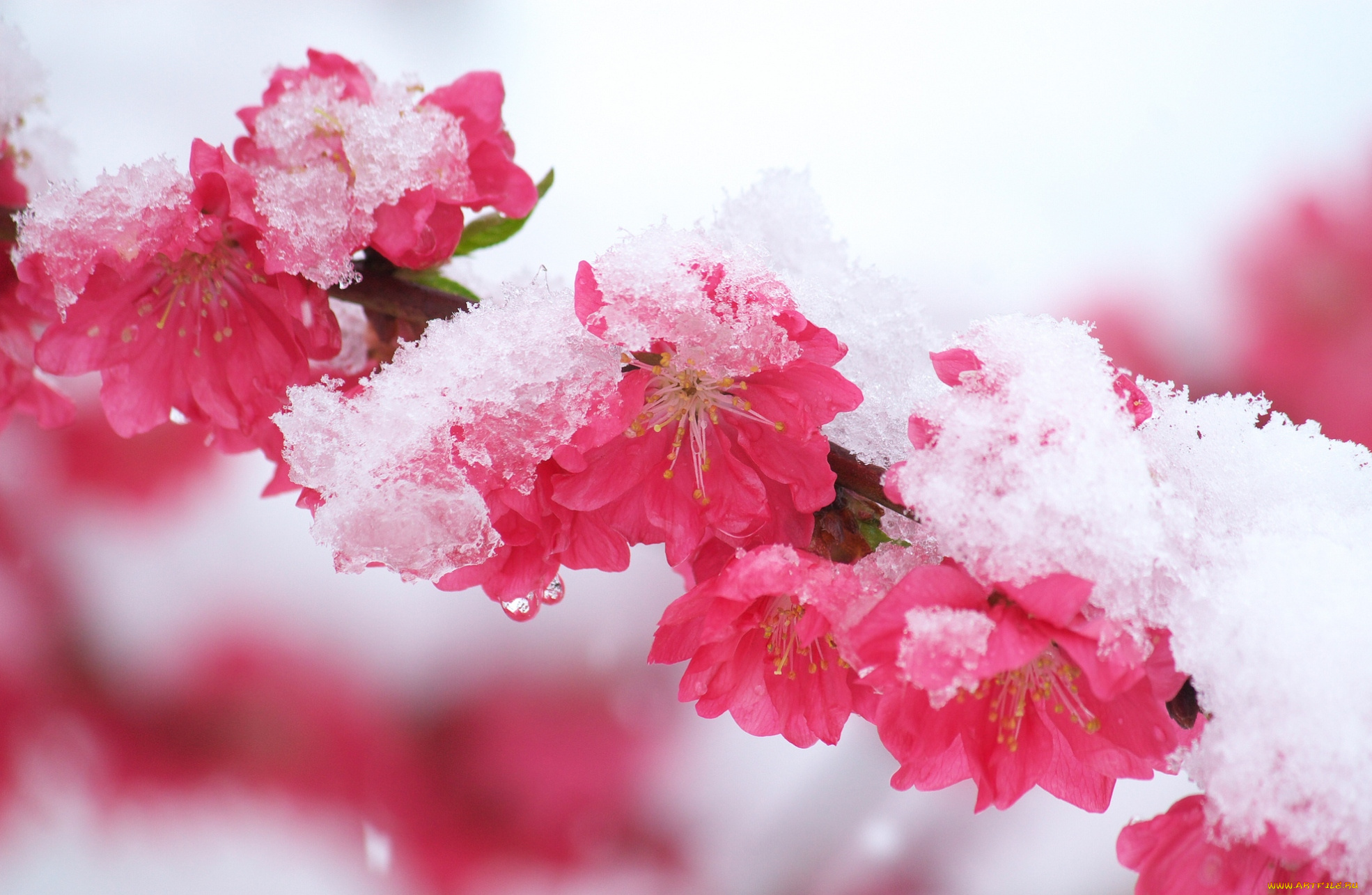 цветы, сакура, вишня, розовый, ветка, снег