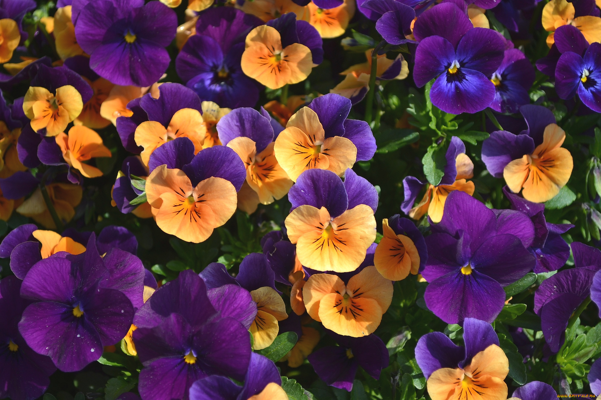 цветы, анютины, глазки, садовые, фиалки, фиолетовый, пестрый, оранжевый