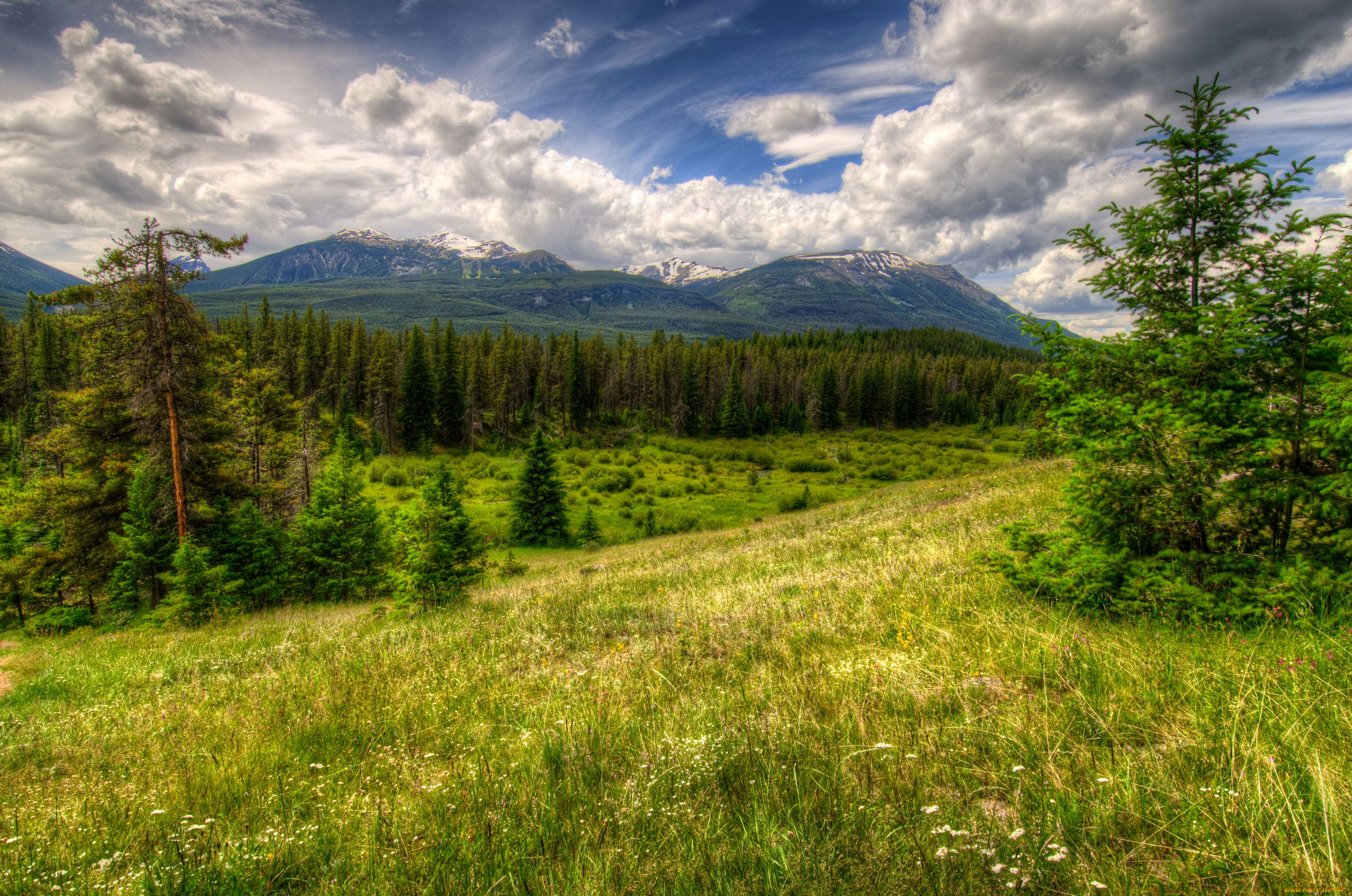 природа, деревья, канада