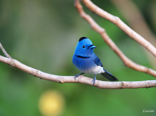 Картинка животные птицы птичка шапочка голубой Черный даурский монарх
