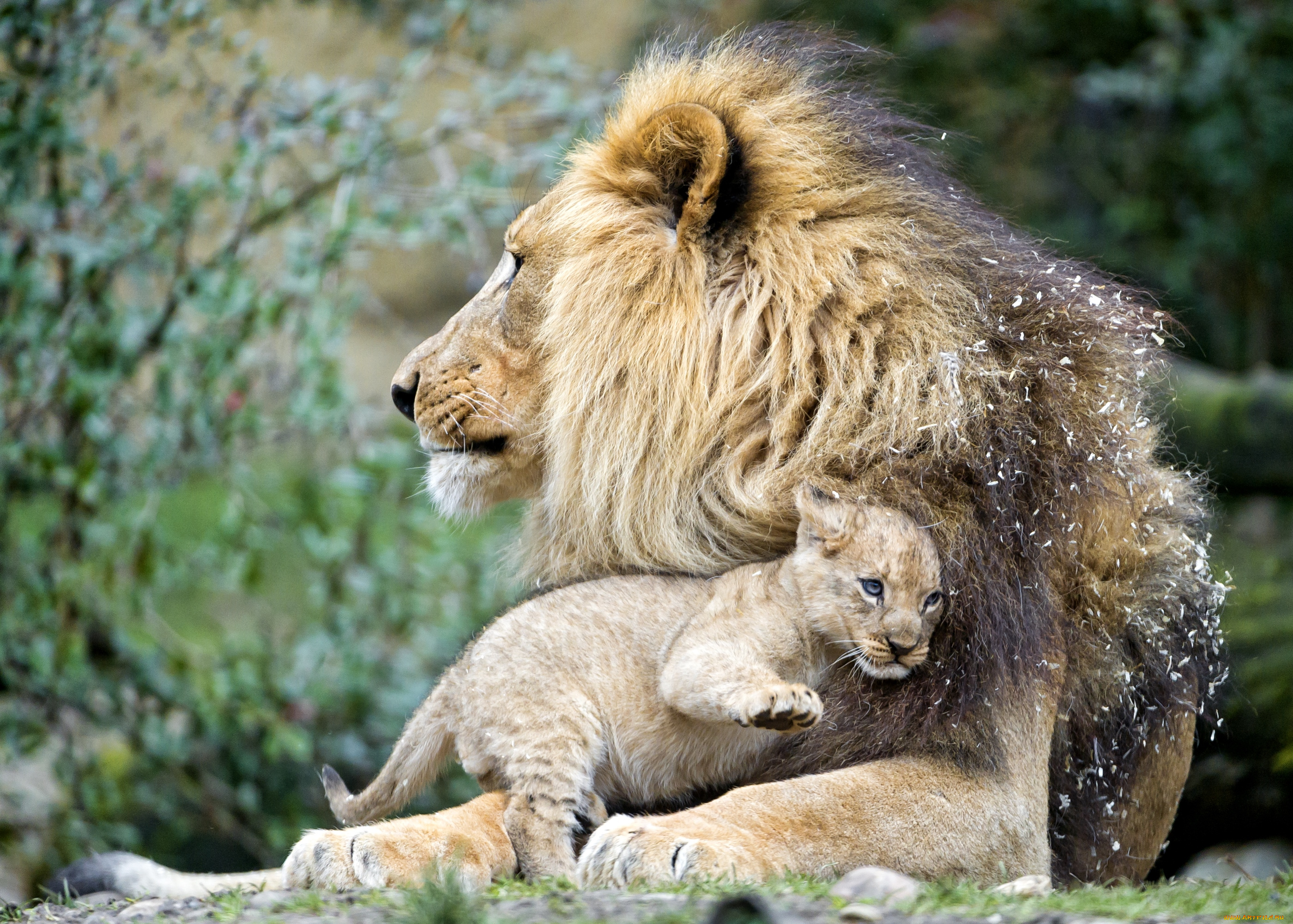 животные, львы, отец, сын