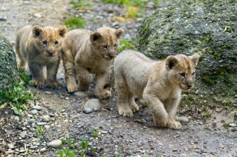 Картинка животные львы тройка