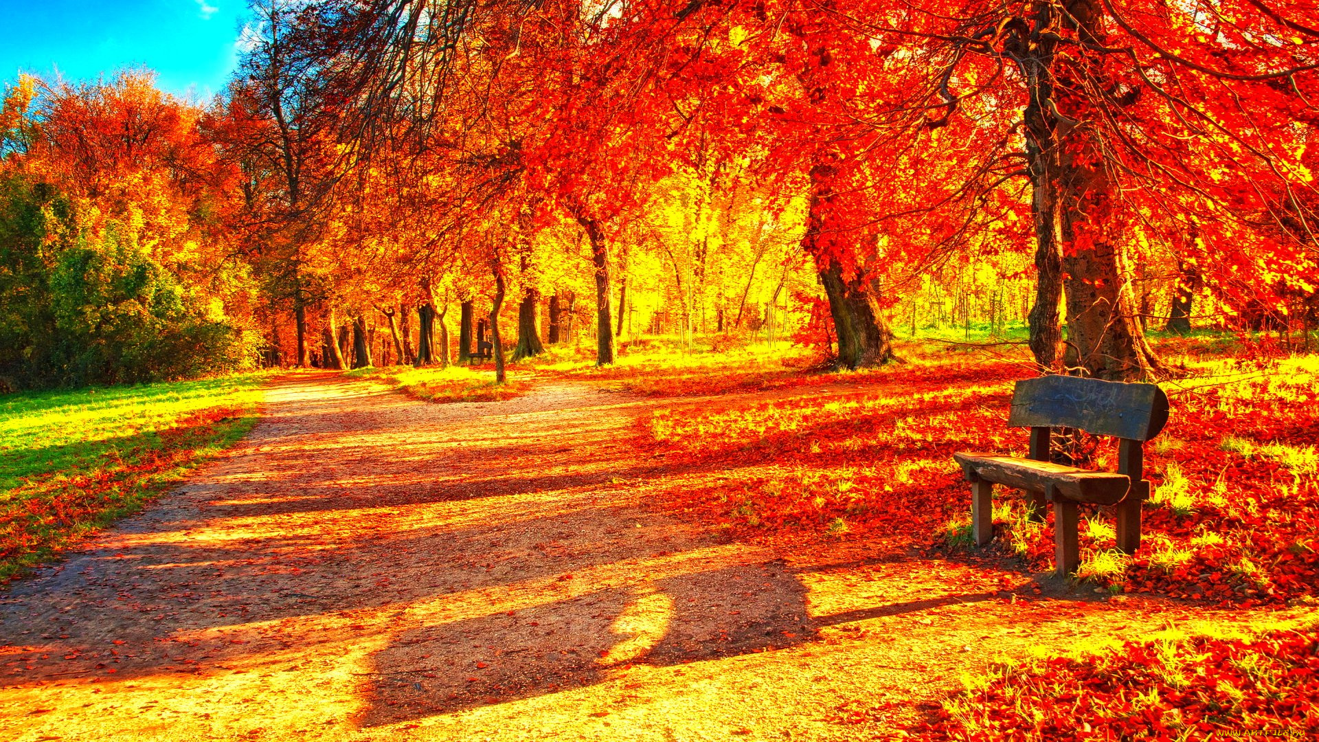 природа, парк, аллея, листья, листопад, осень
