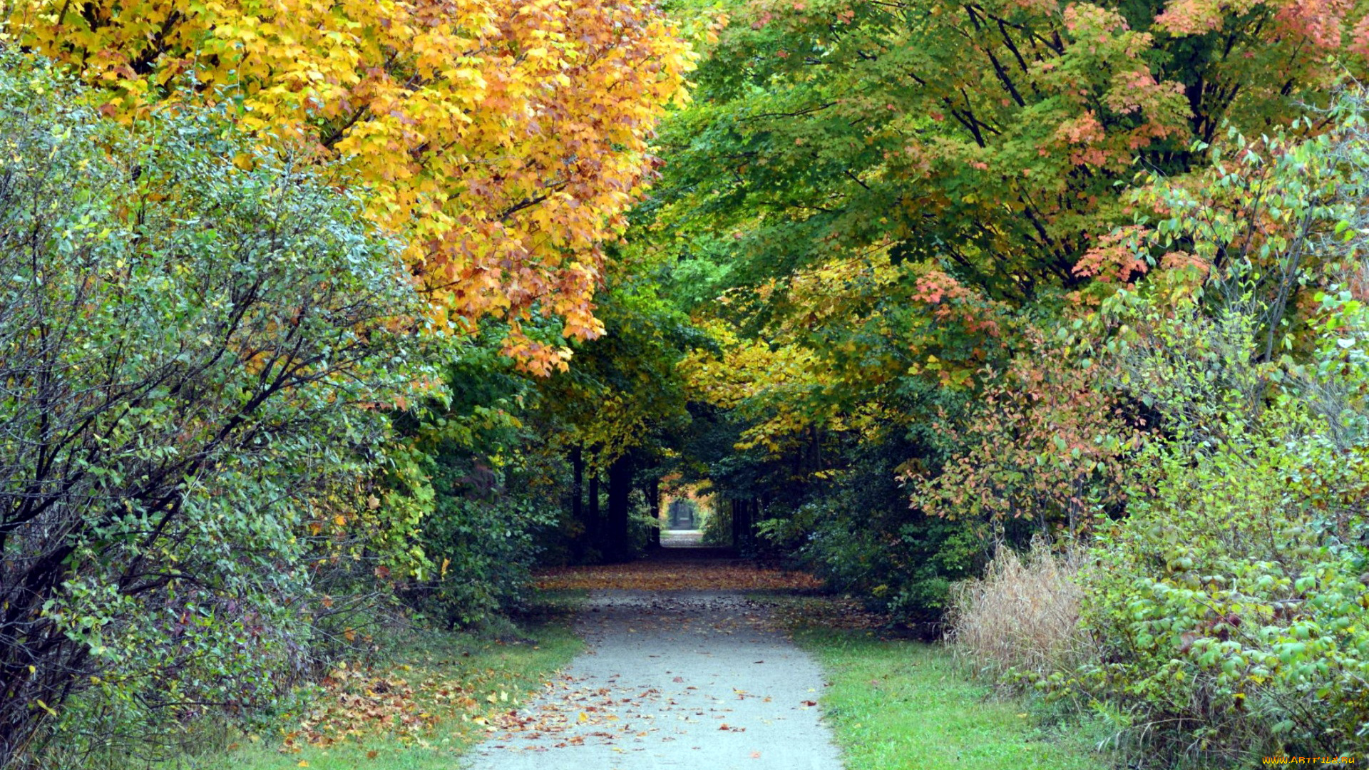 природа, парк, осень, листья, листопад, аллея
