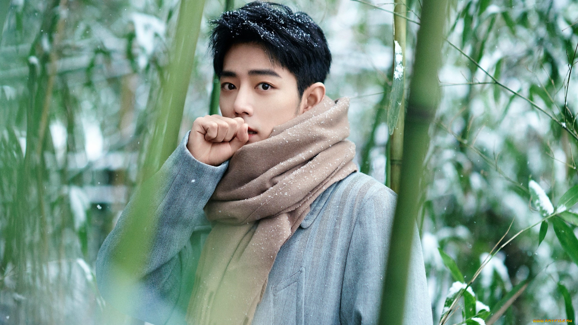 мужчины, xiao, zhan, актер, шарф, пальто, снег, лес, бамбук