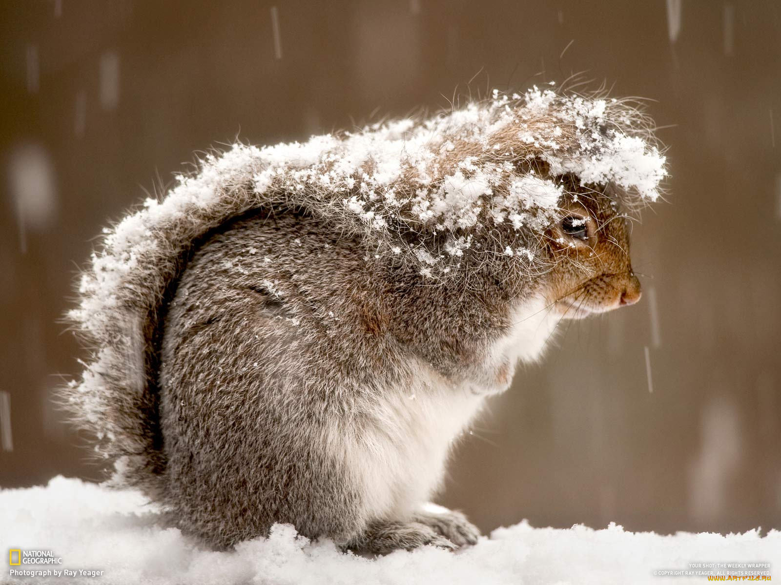 животные, белки, squirrel