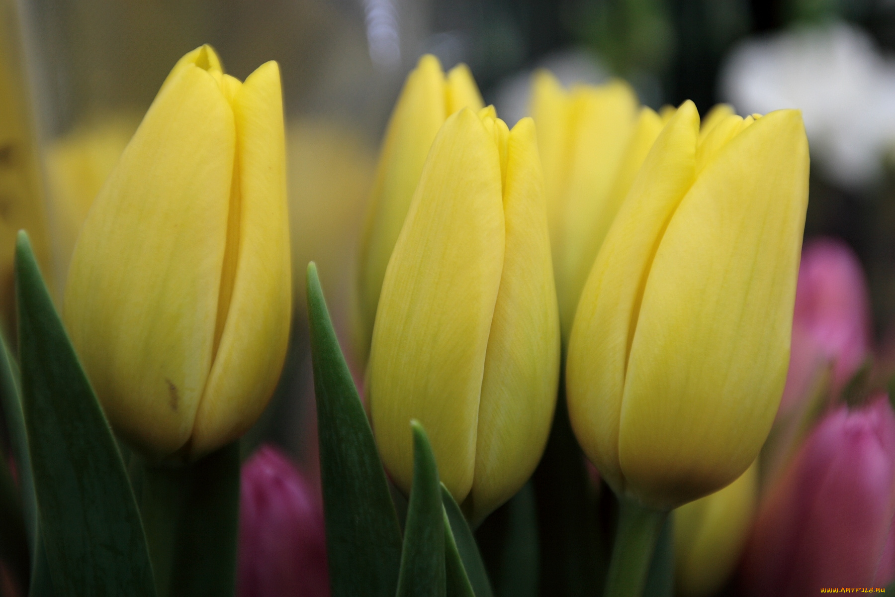цветы, тюльпаны, желтый, бутоны