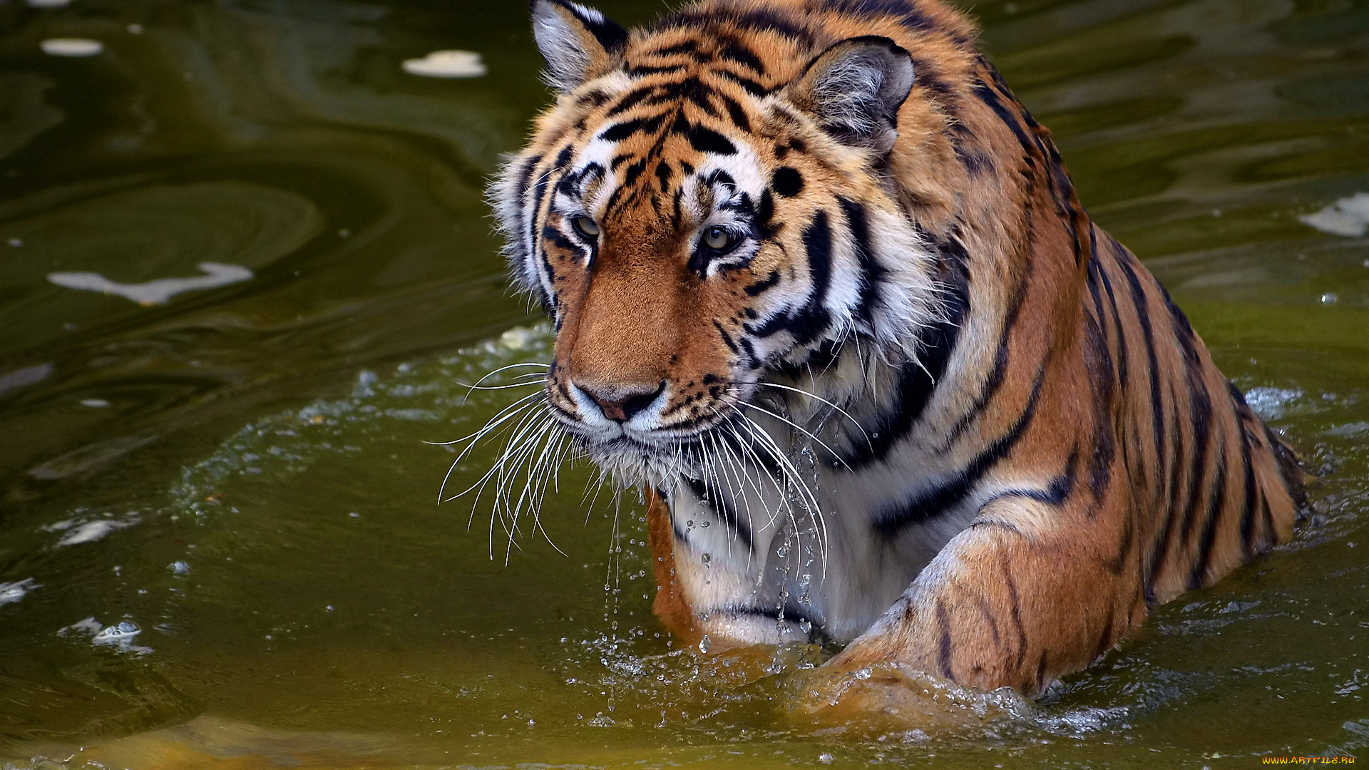 животные, тигры, капли, вода, смотрит, хищник, тигр, морда