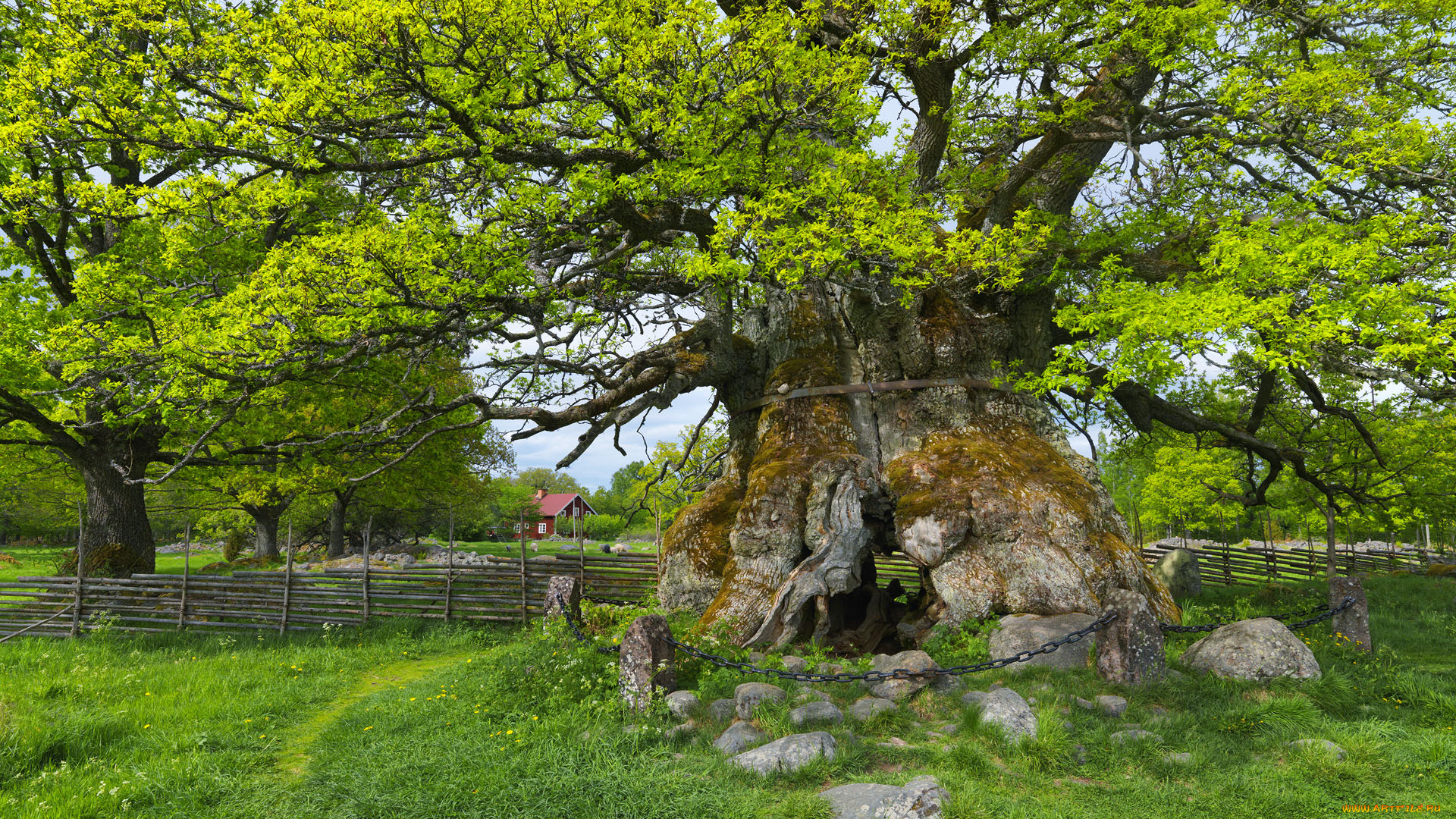 kvill, oak, sm&, 229, land, sweden, природа, деревья, швеция, дуб