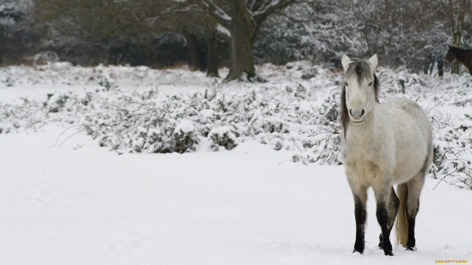 животные, лошади, снег, зима