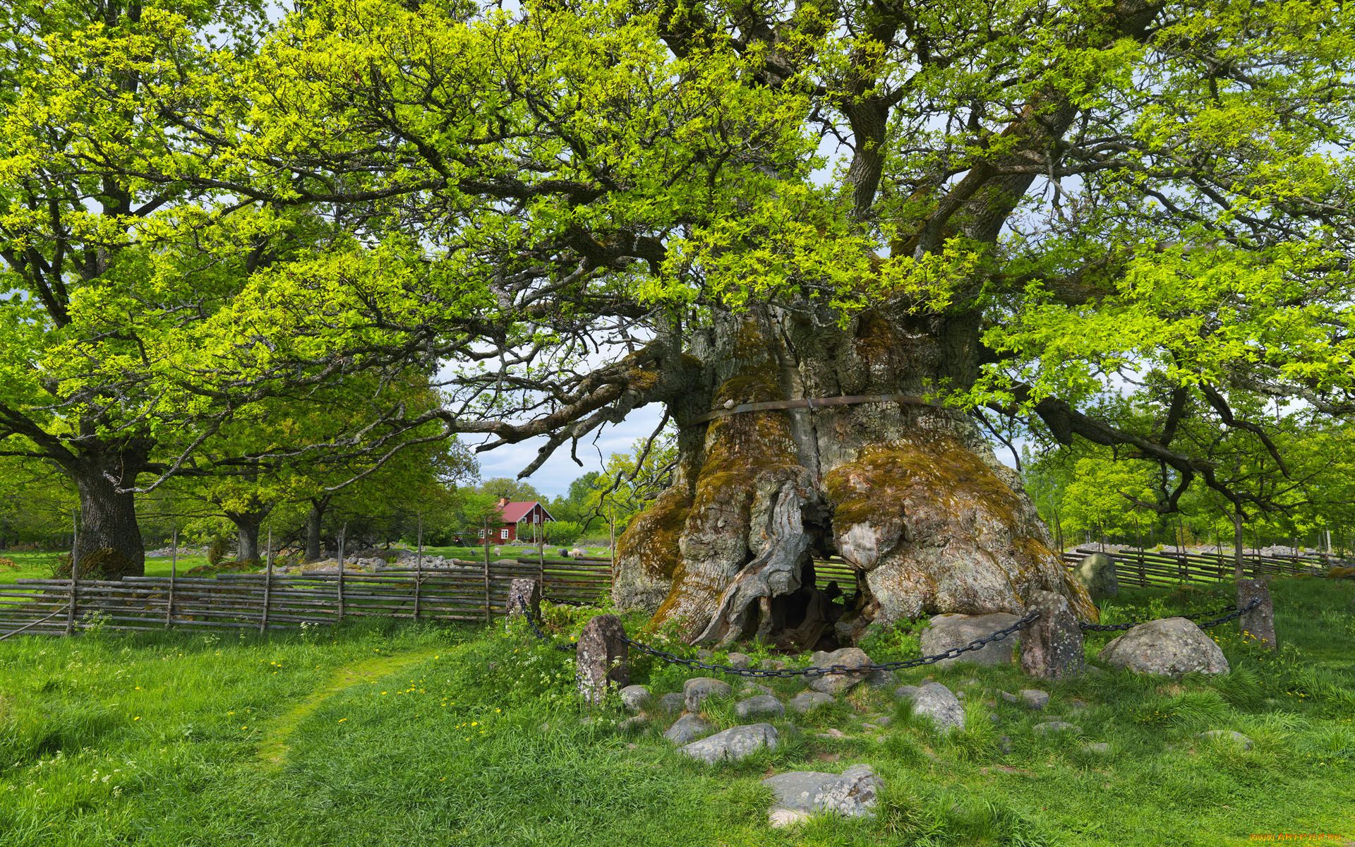 kvill, oak, sm&, 229, land, sweden, природа, деревья, швеция, дуб